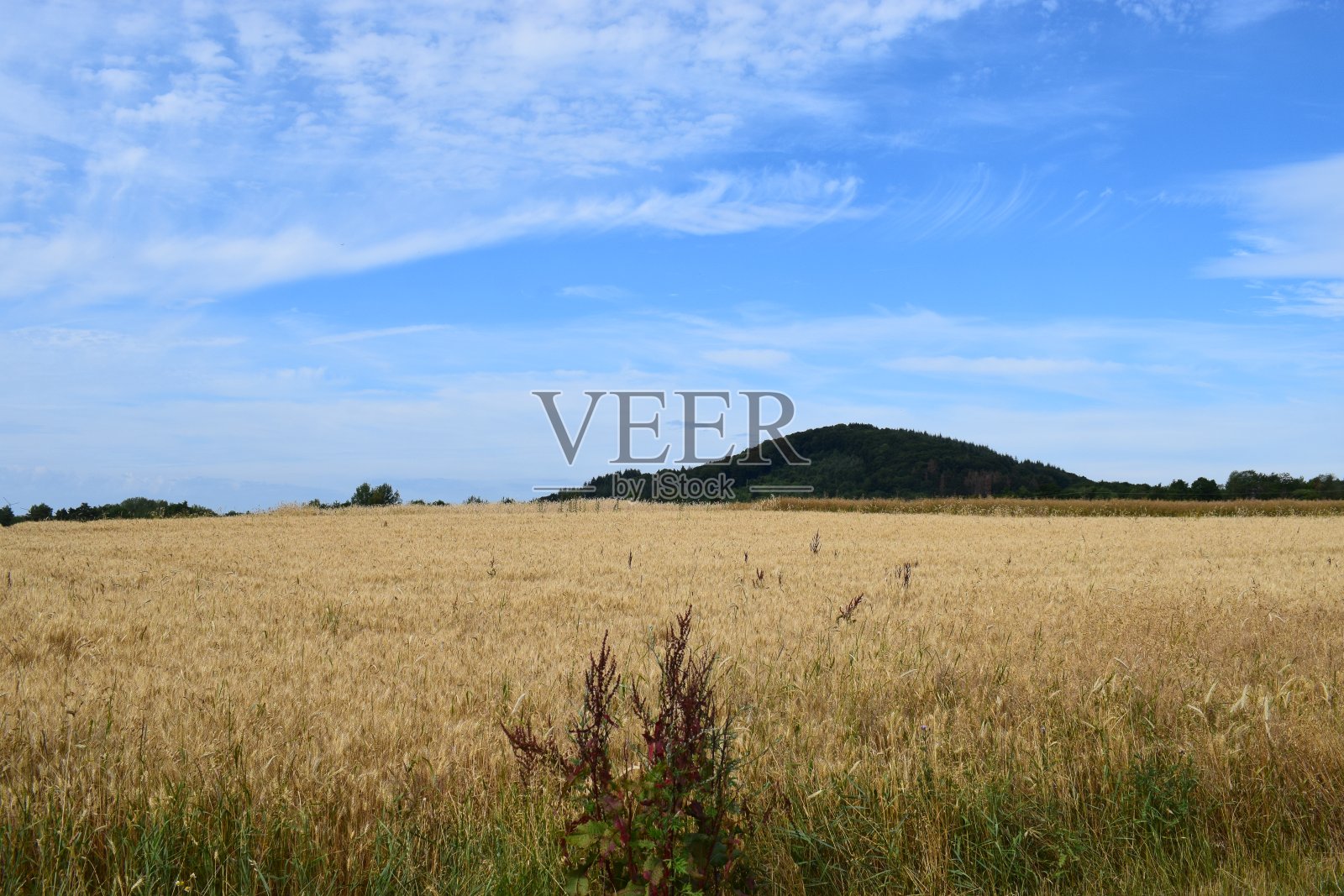谷地景观与森林山照片摄影图片