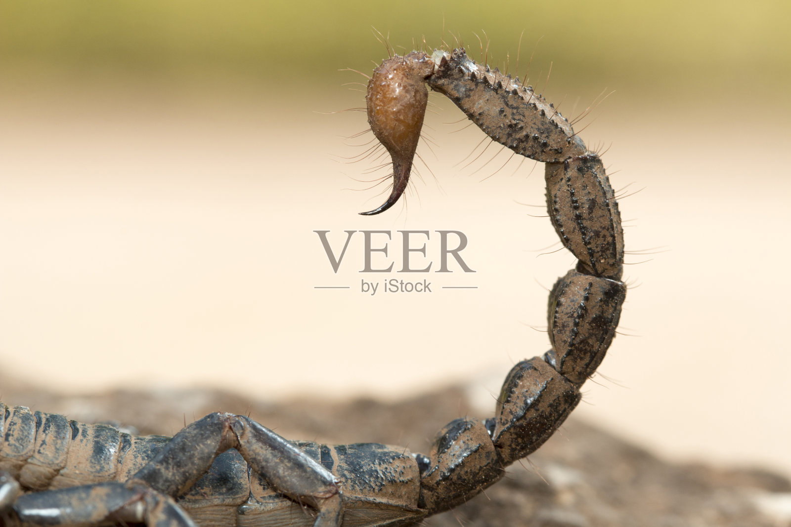 切蒂斯加尔邦barnawaapara WLS洞穴蝎，Heterometrus sp.。有大钳子的大蝎子。雄性的螯明显比雌性的大。常见的照片摄影图片