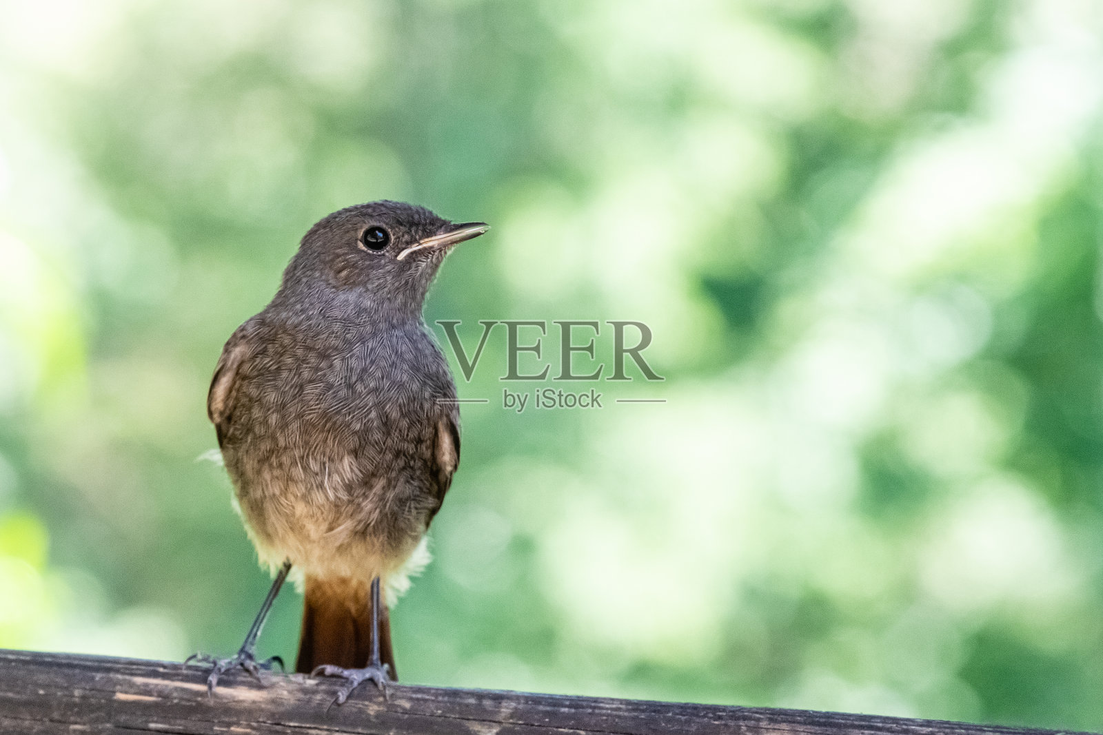 近距离观察树枝上的麻雀照片摄影图片