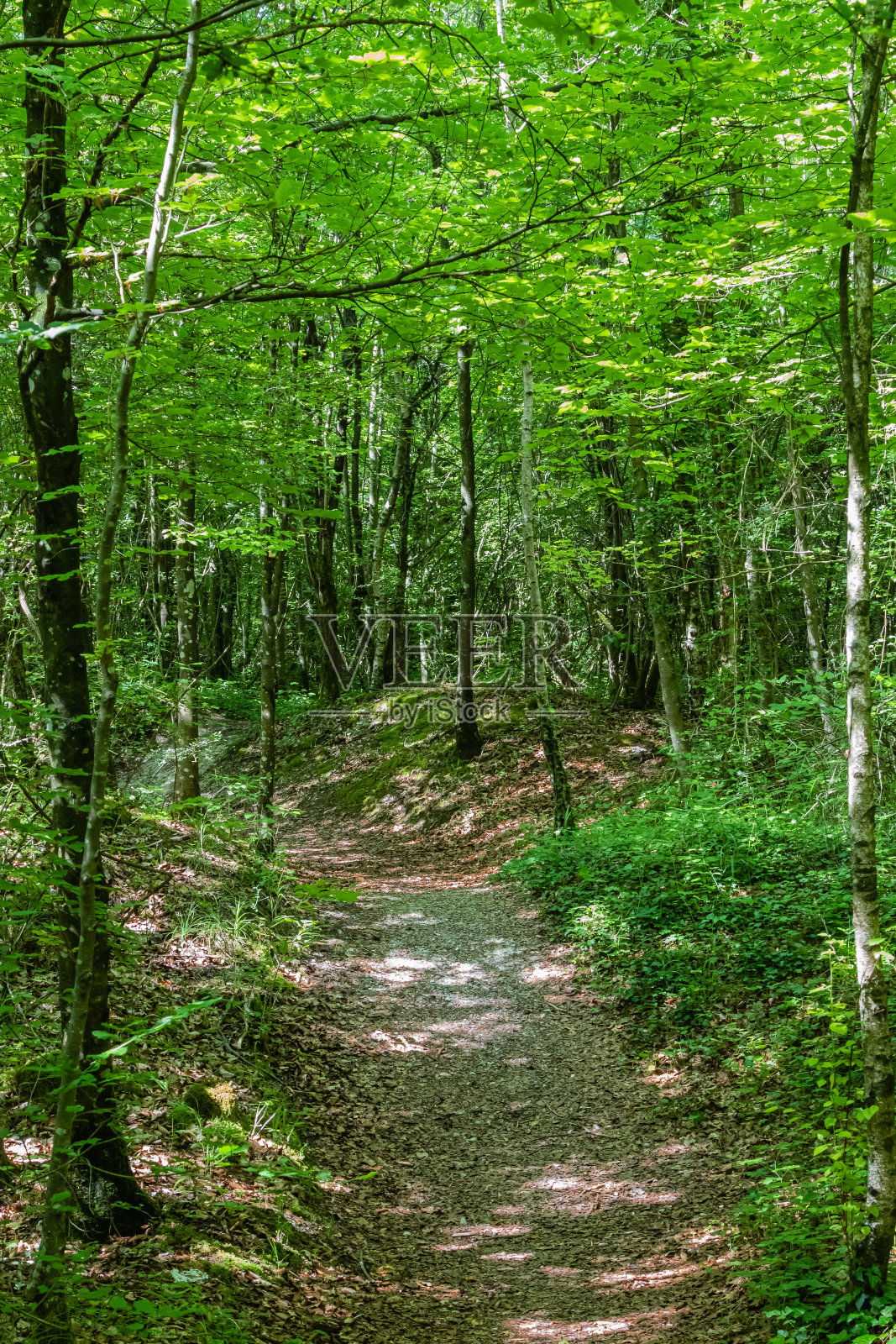 法国东部洛林的阿贡森林照片摄影图片