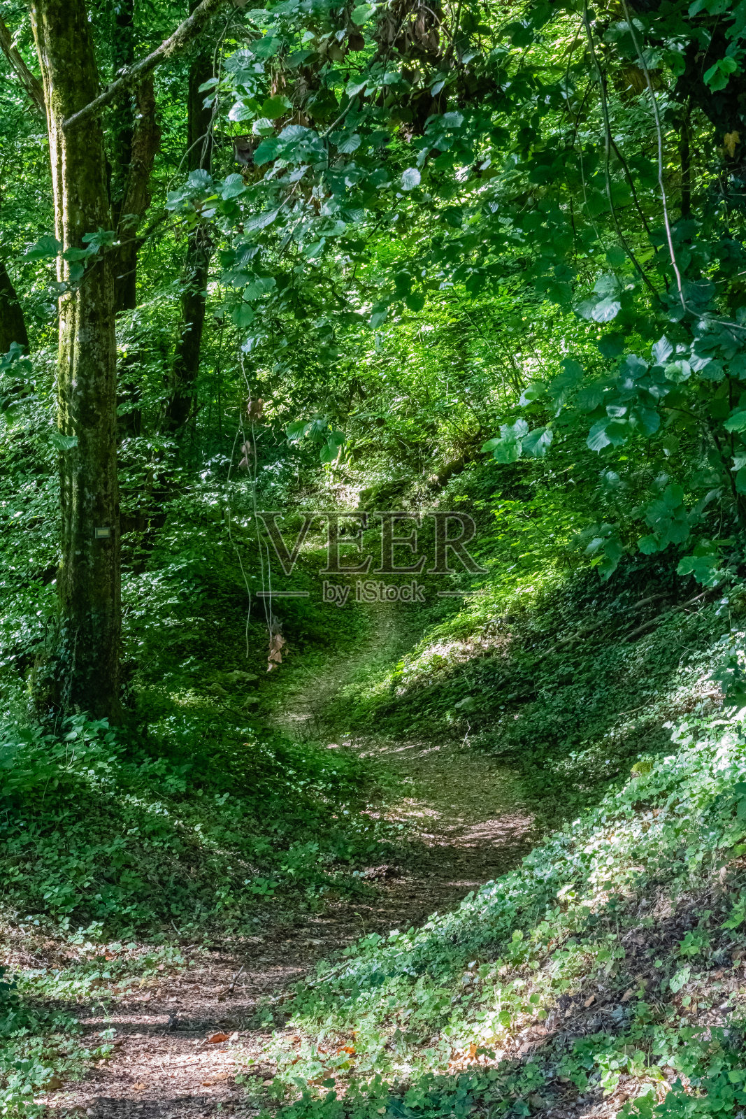 法国东部洛林的阿贡森林照片摄影图片