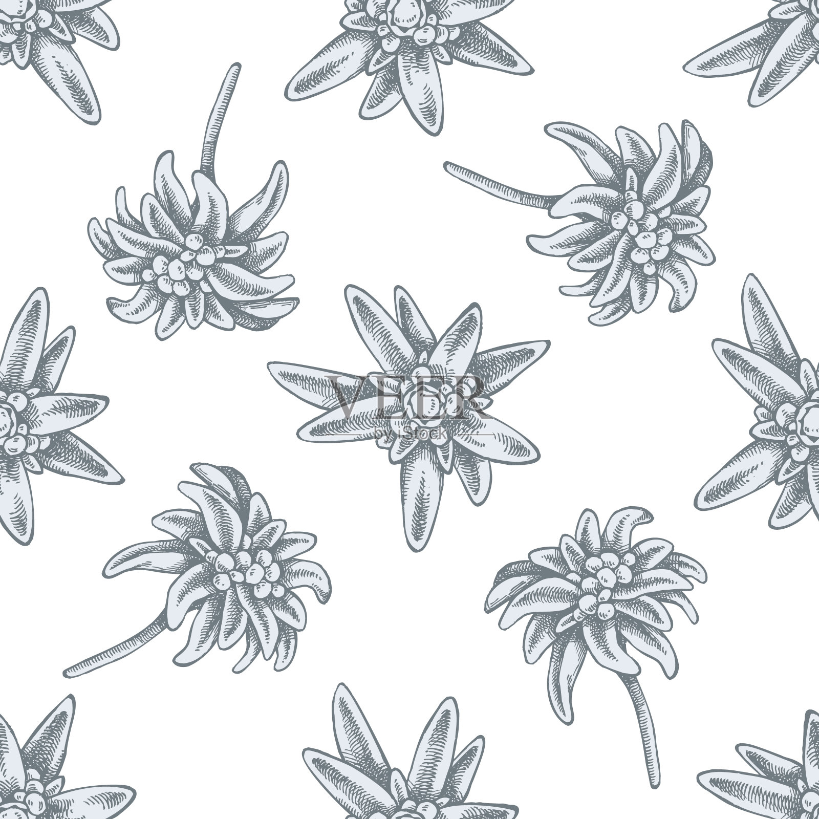 无缝图案手绘粉彩雪绒花插画图片素材