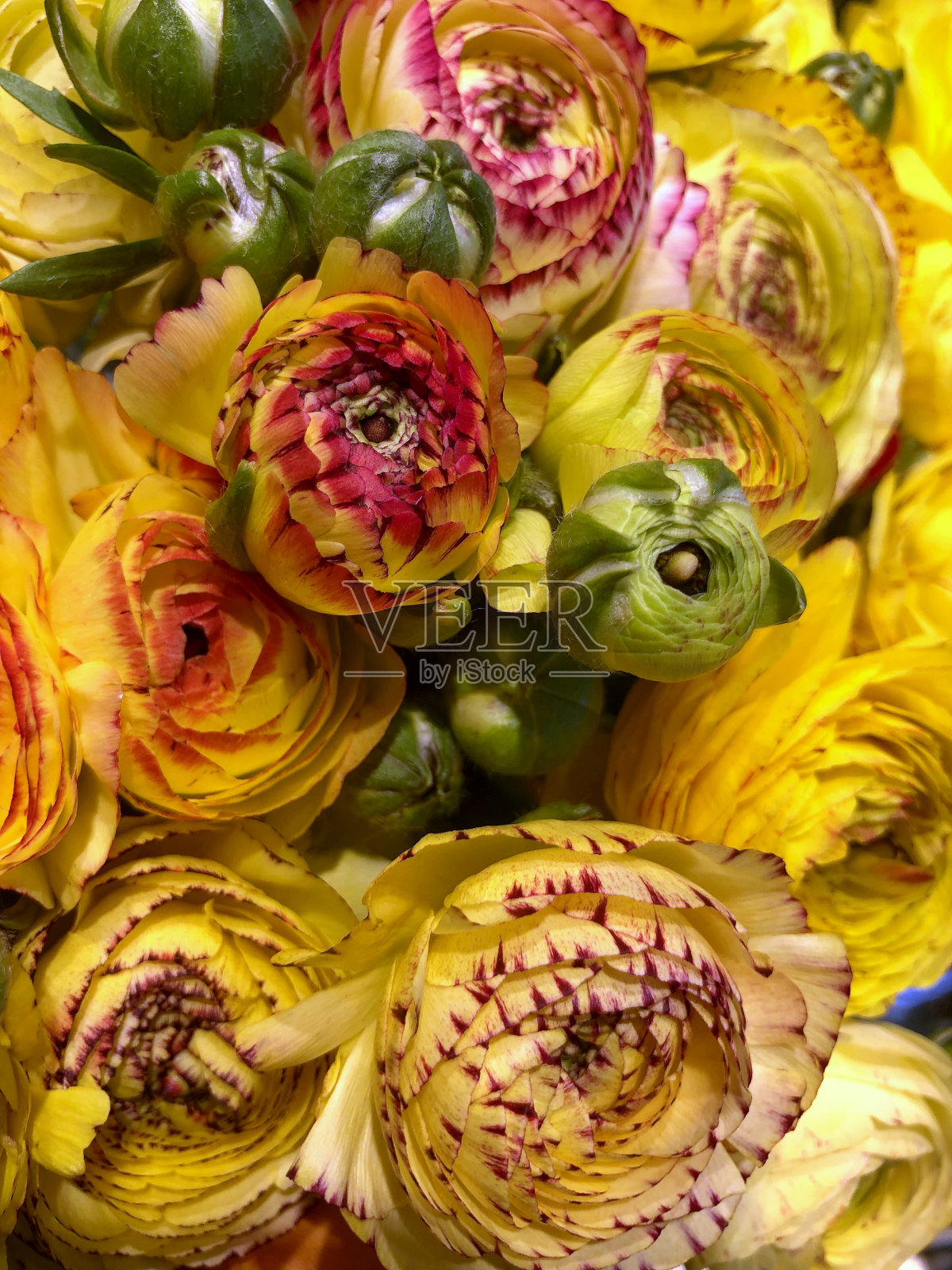 黄玫瑰照片摄影图片