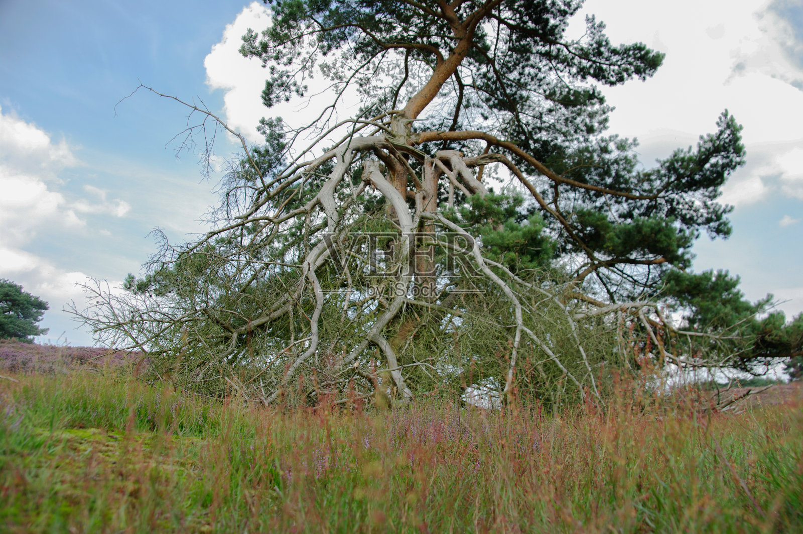 开花的希瑟照片摄影图片