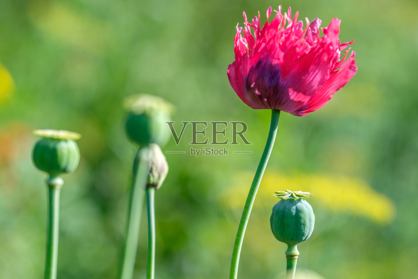 红色罂粟花照片摄影图片