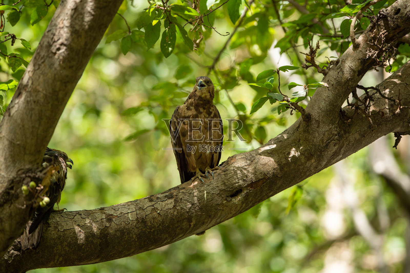 在印度巴拉普尔的keoladeo国家公园的栖木上，有冠蜂蜜秃鹰或叫pernis ptilorhynchus，美丽的绿色背景照片摄影图片