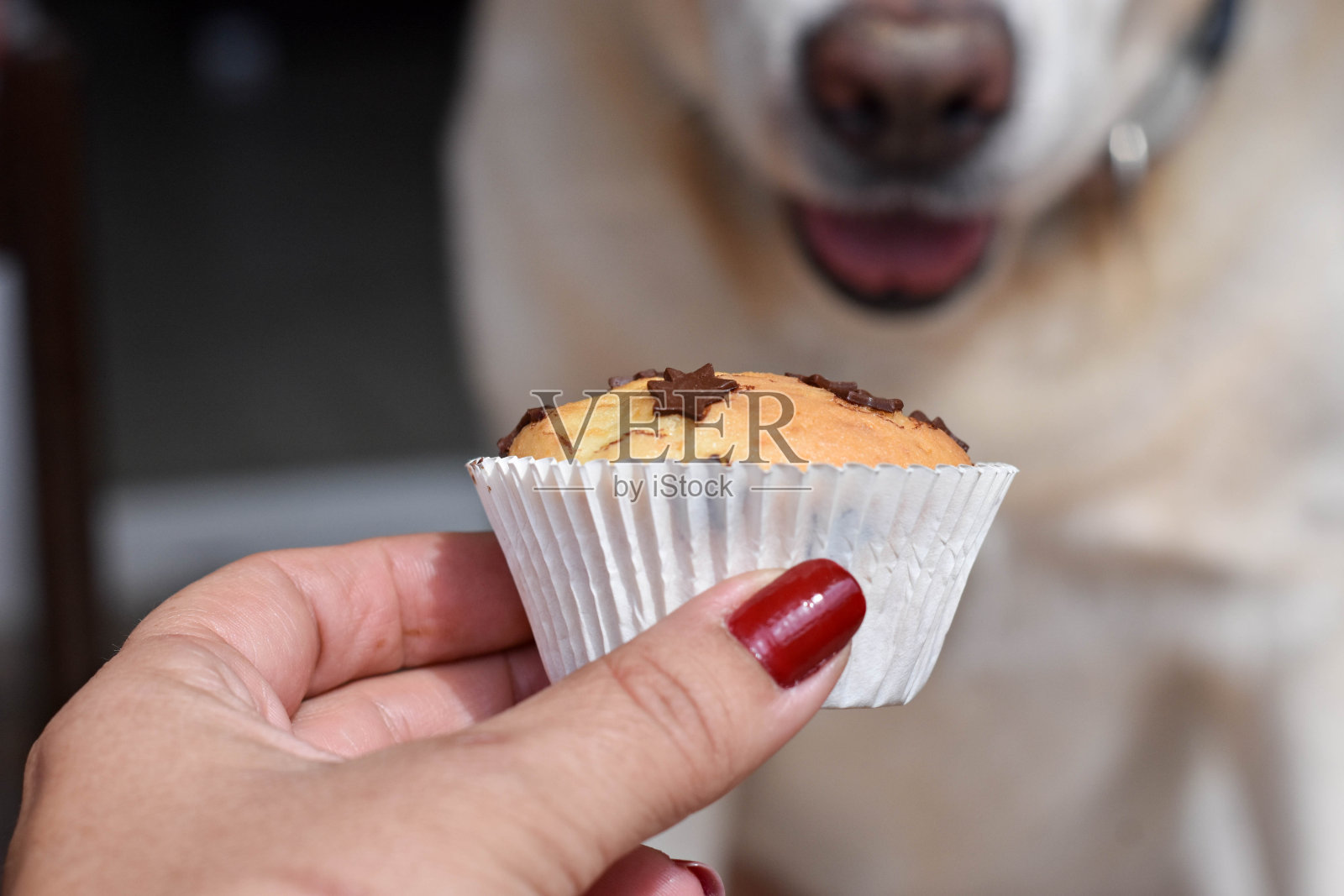 拉布拉多猎犬在等待美味的香草松饼照片摄影图片