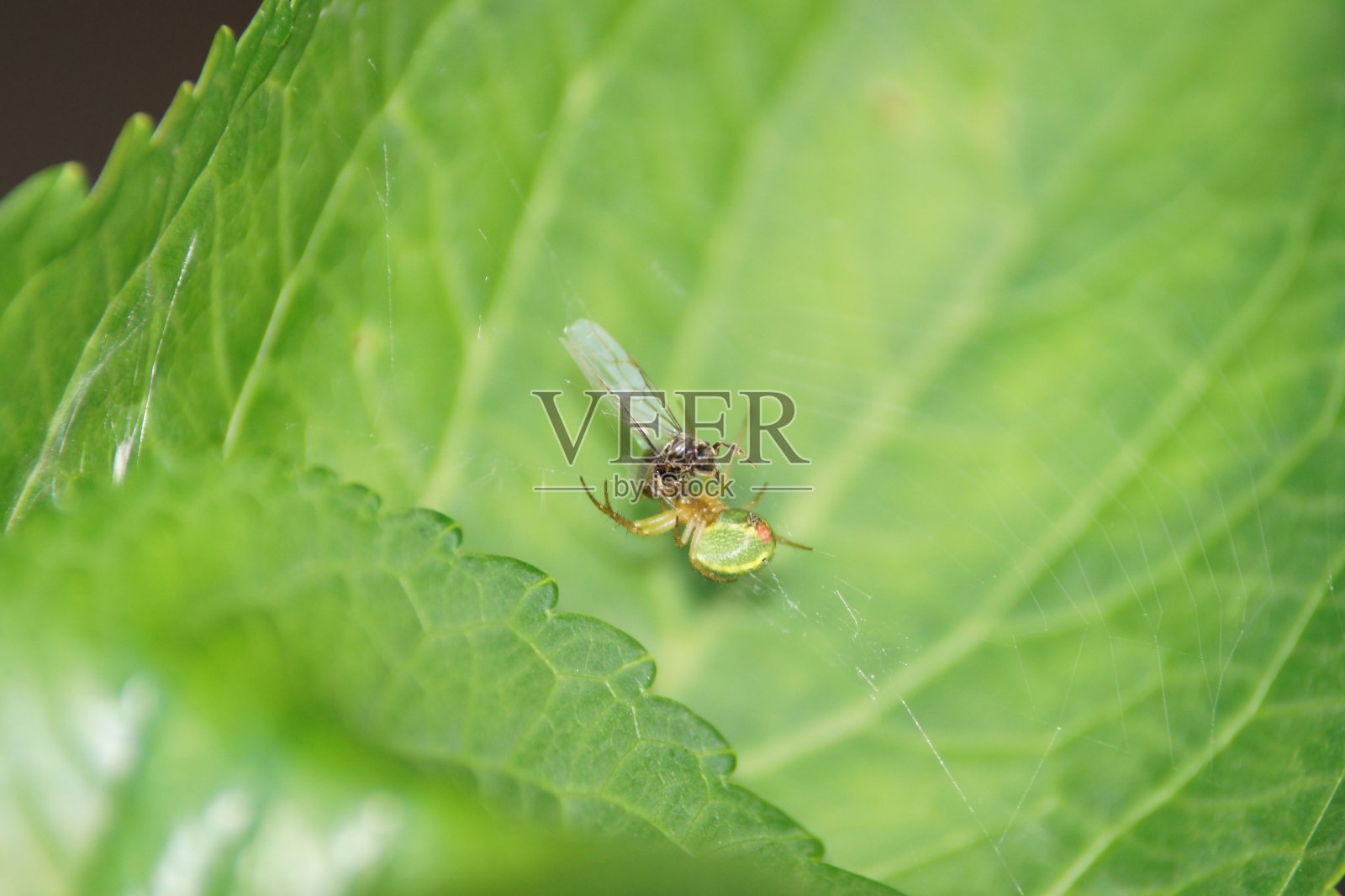蜘蛛网叶照片摄影图片