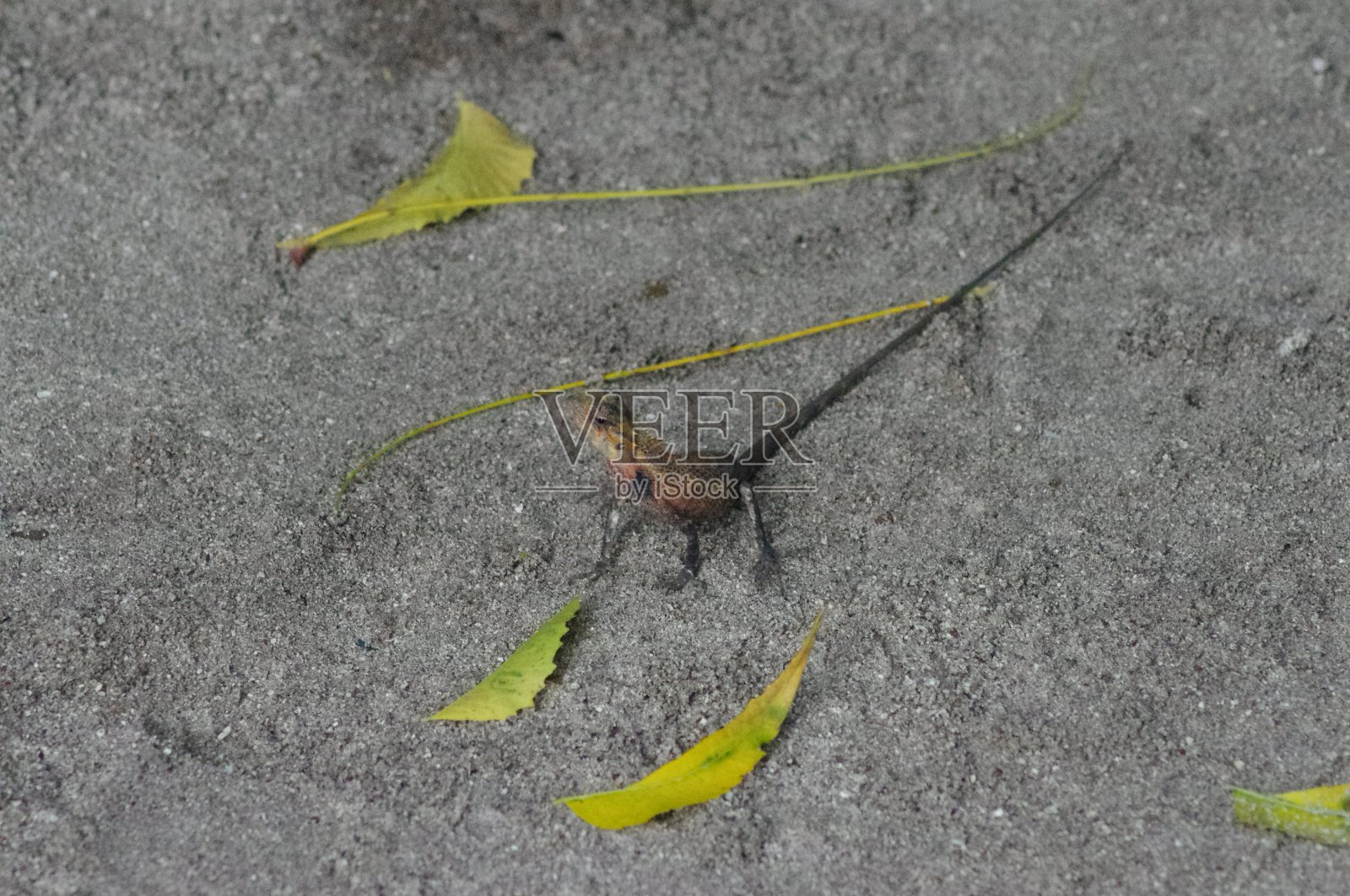 马尔代夫照片摄影图片