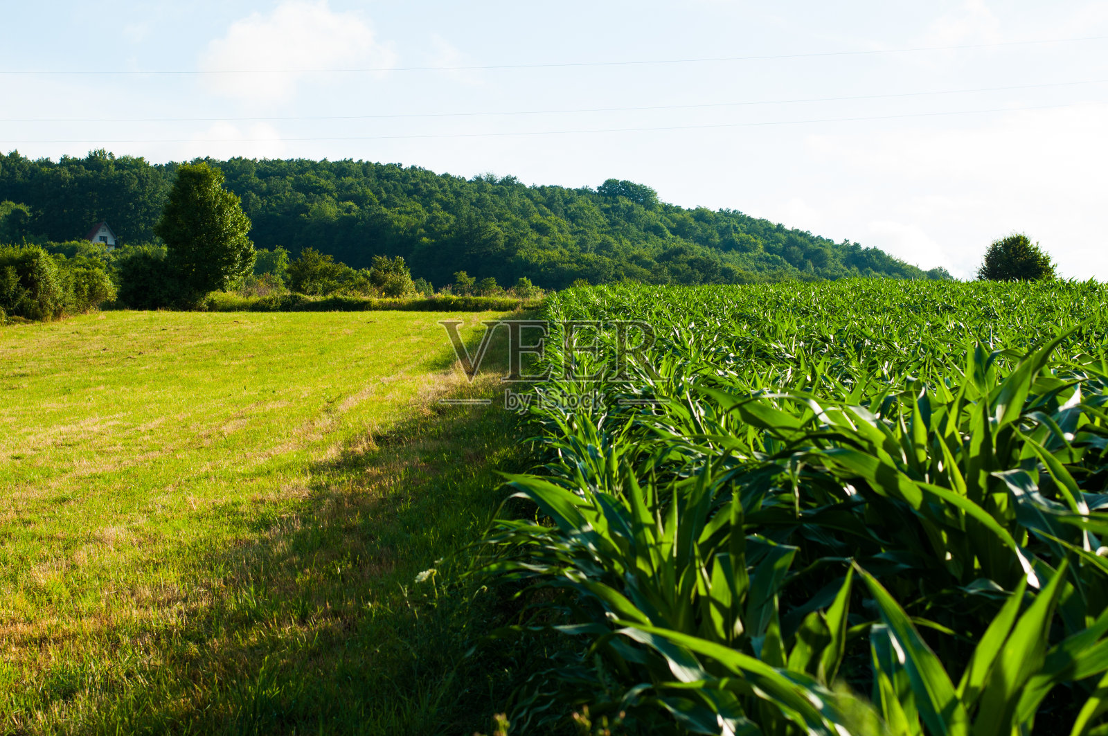 美丽的自然景观在夏季时间。山照片摄影图片