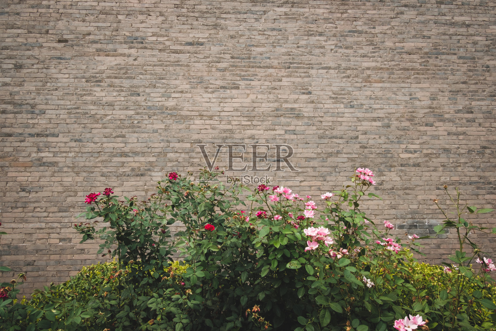 月季照片摄影图片