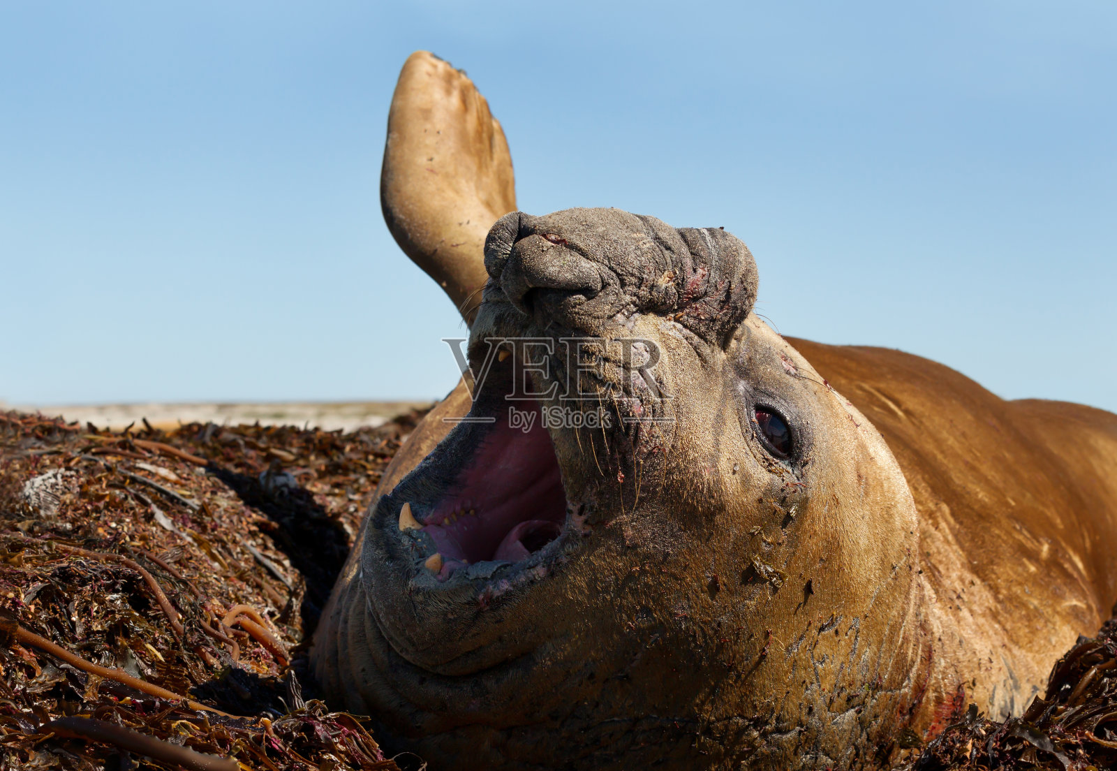福克兰群岛海岸的海象照片摄影图片