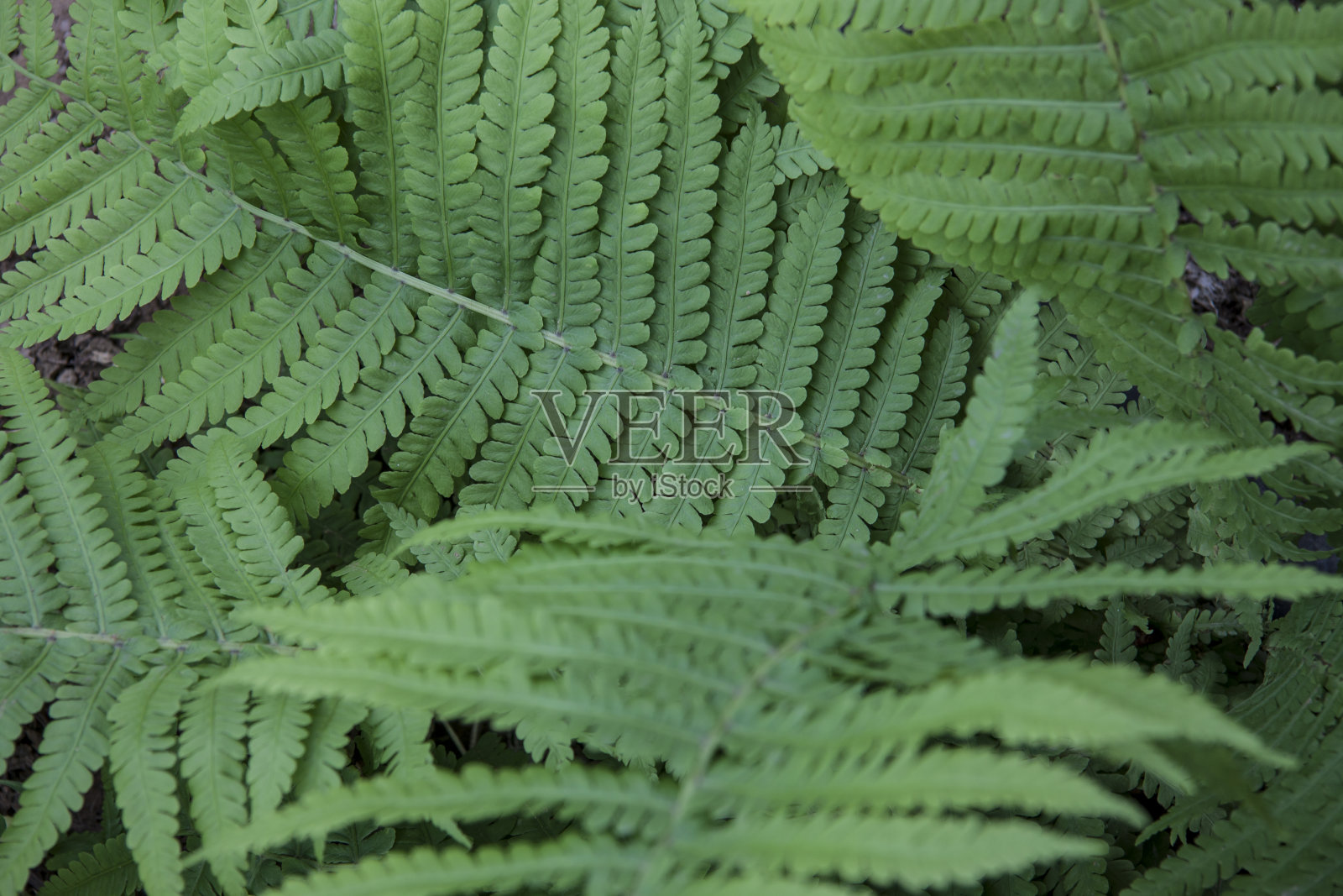 天然夏季植物学背景热带植物。照片摄影图片