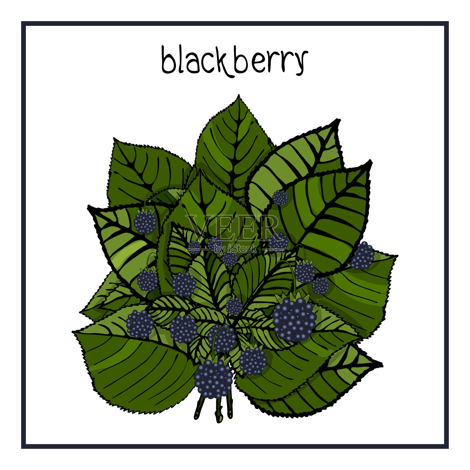 成熟草莓，覆盆子，樱桃，黑莓，黑醋栗，蓝莓叶矢量插图图标插画图片素材