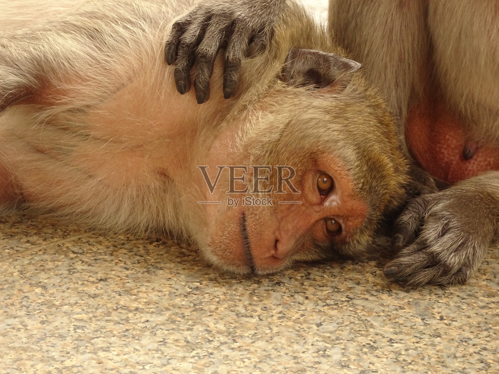 泰国寺庙里的猴子照片摄影图片