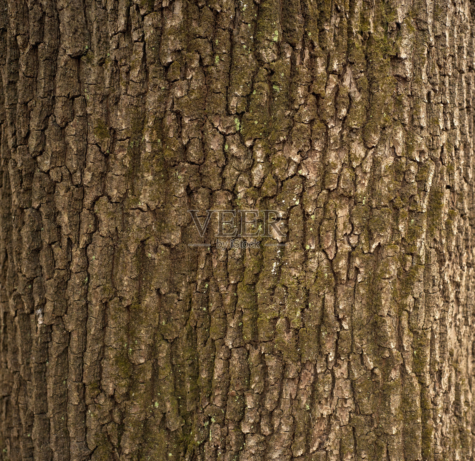 树的棕色树皮和绿色苔藓的浮雕纹理。水平照片的一个树的树皮纹理。照片摄影图片