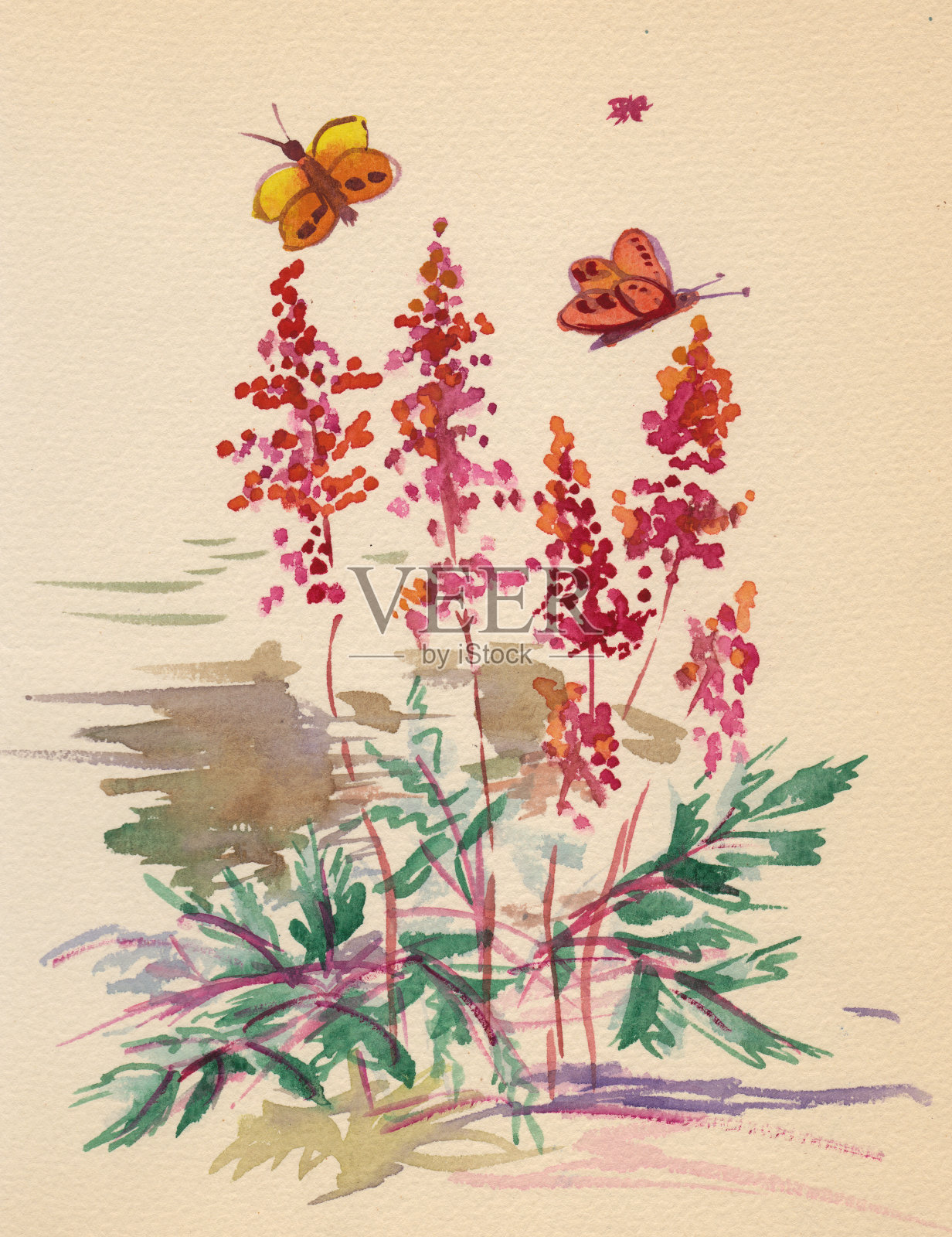 Astilba池塘附近插画图片素材