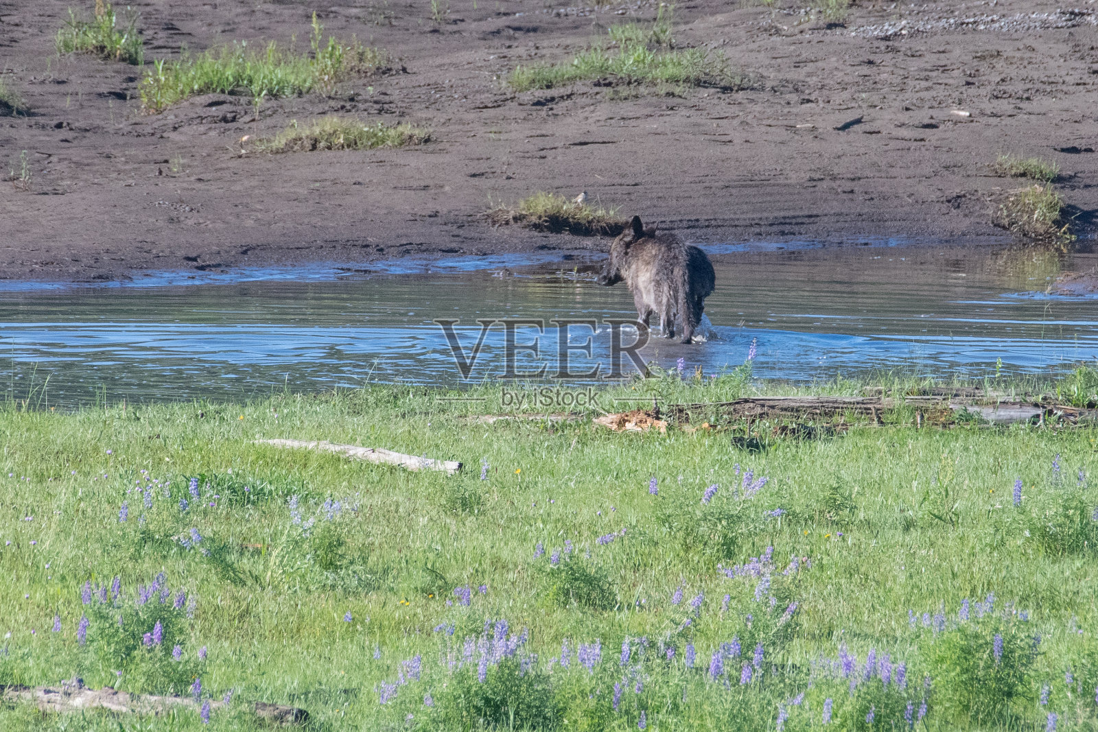 灰狼在啃野牛的尸体照片摄影图片