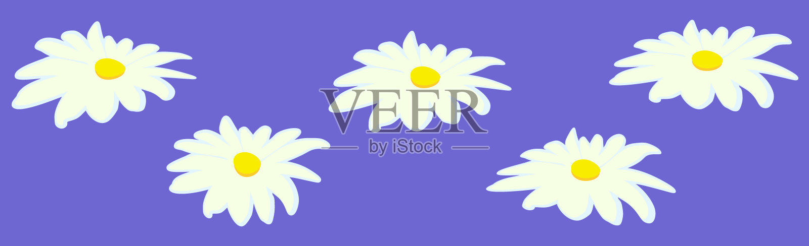 五朵白色雏菊，紫色背景，黄色中心插画图片素材