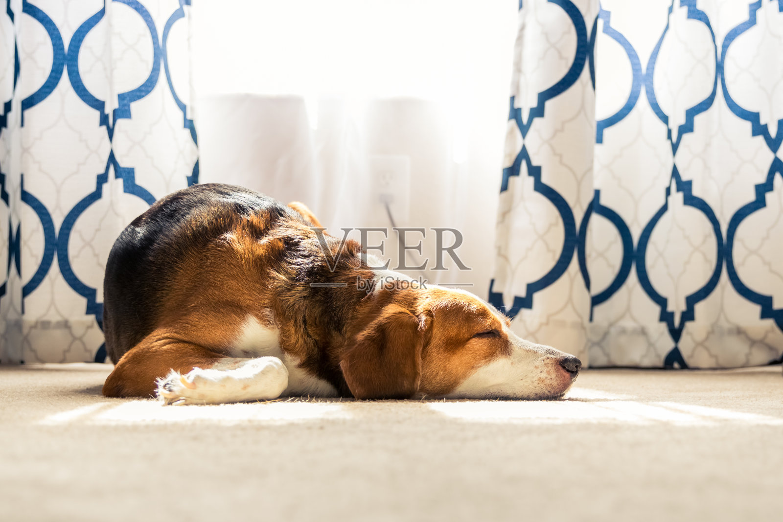 小猎犬混在室内窗前打盹。广角视图。照片摄影图片