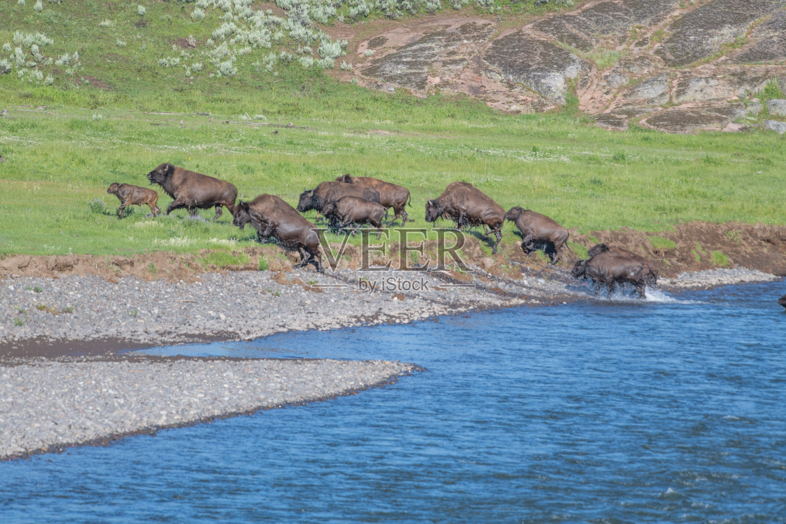 大批野牛带着小牛过河照片摄影图片