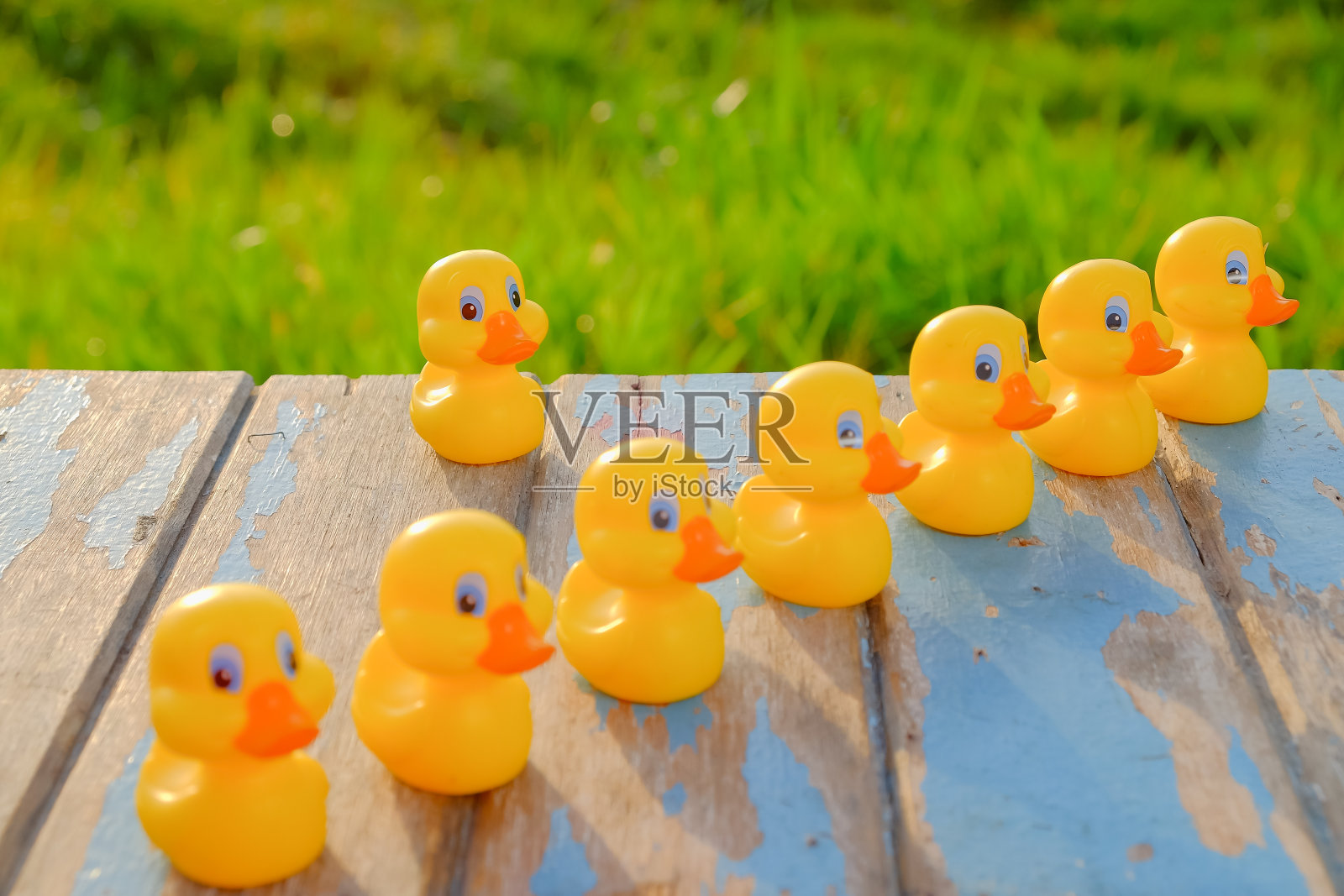 领导理念与黄色塑料鸭领导美丽的日出。照片摄影图片