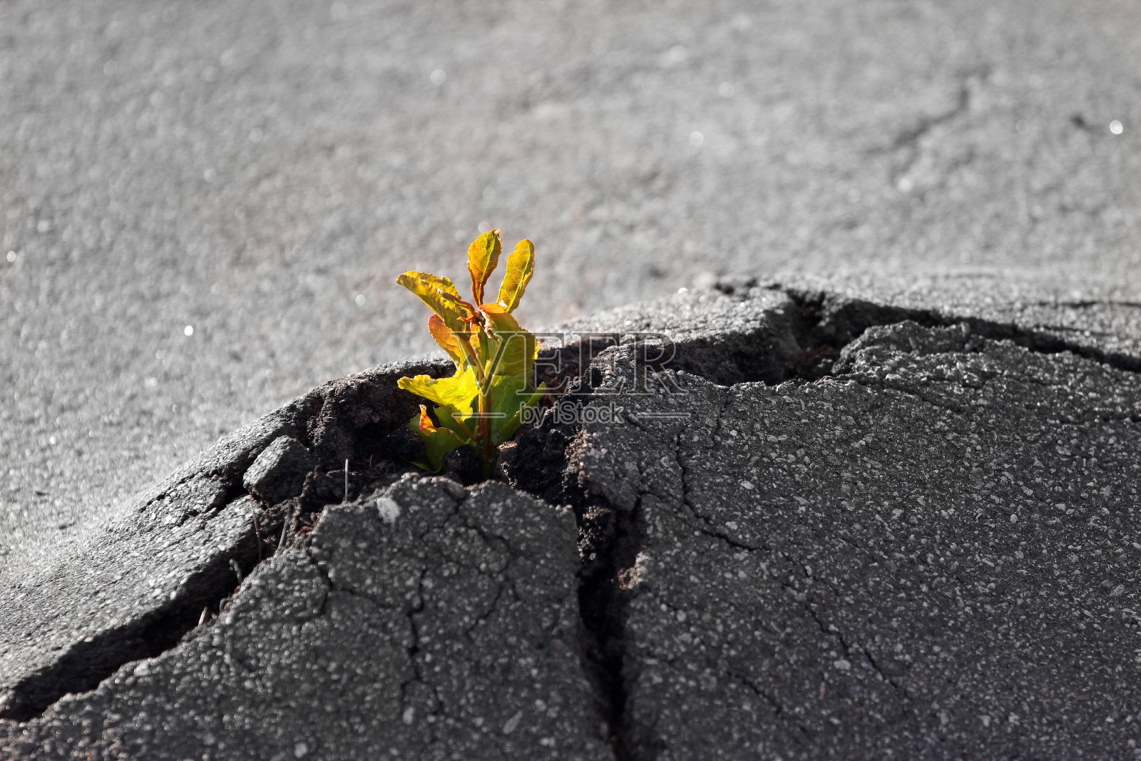 小绿芽生长在开裂的沥青中照片摄影图片