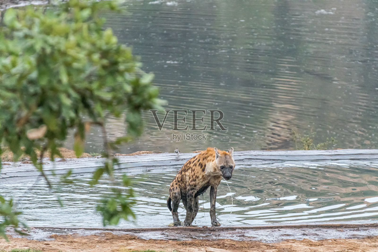 雄性斑点鬣狗从水坝里出来照片摄影图片