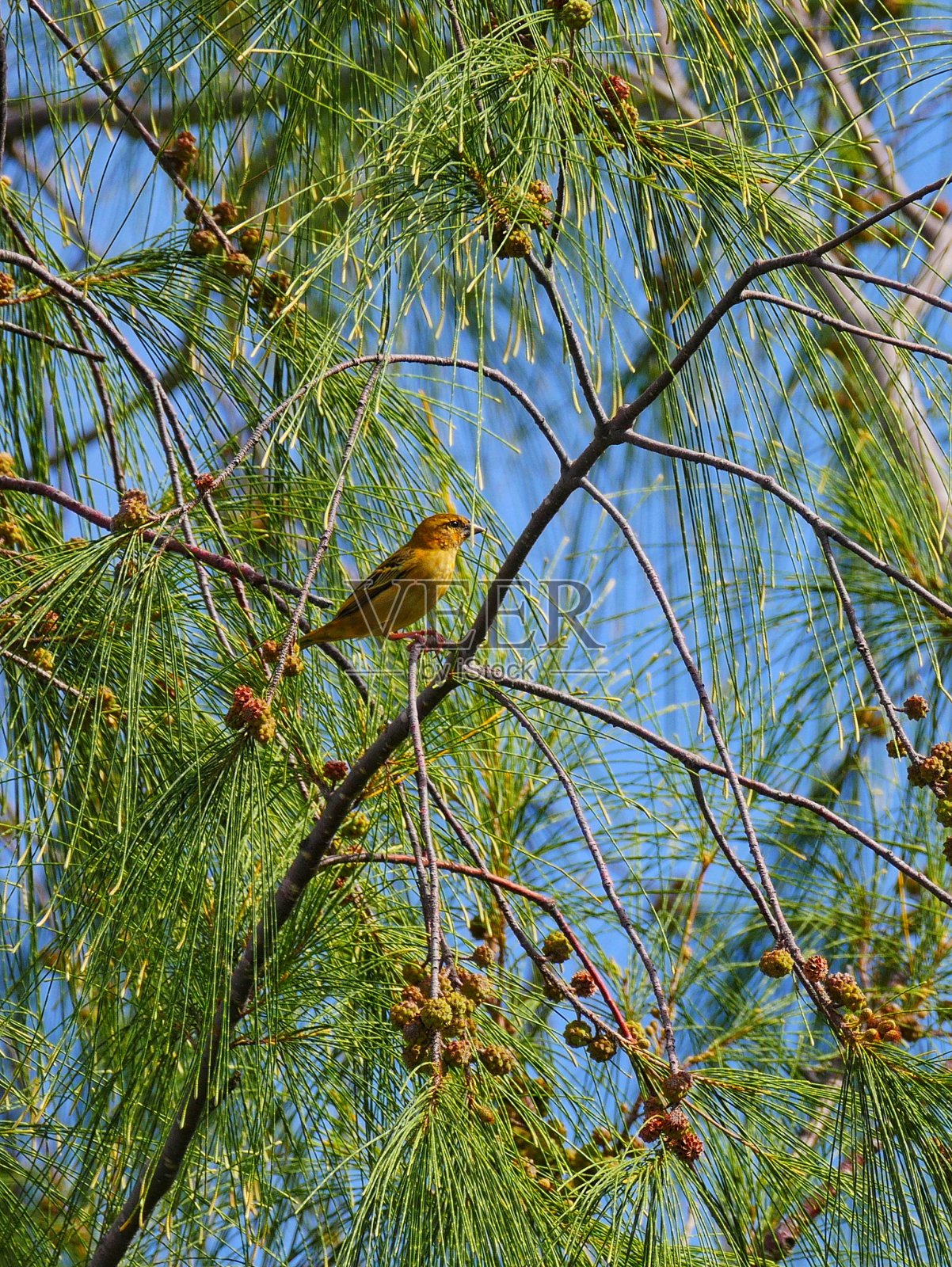 黄色福迪鸟栖息在菲劳树照片摄影图片