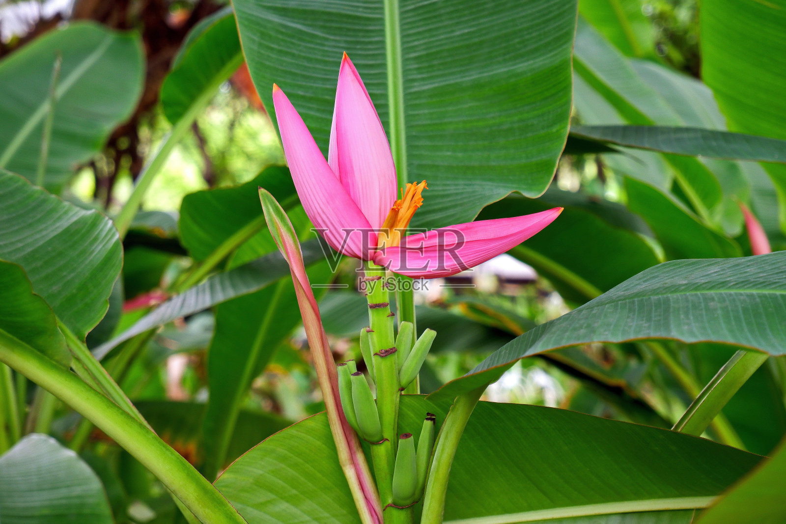 奇异的粉红色香蕉花盛开在城市公园照片摄影图片