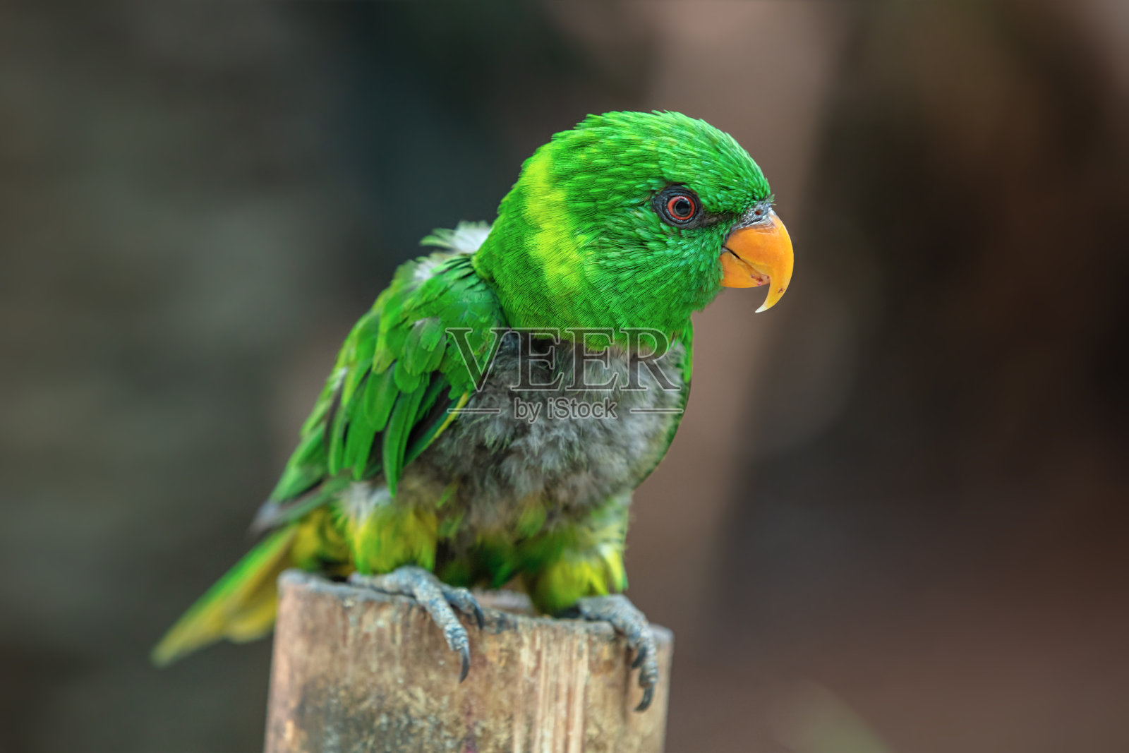 绿鹦鹉幼鸟照片摄影图片