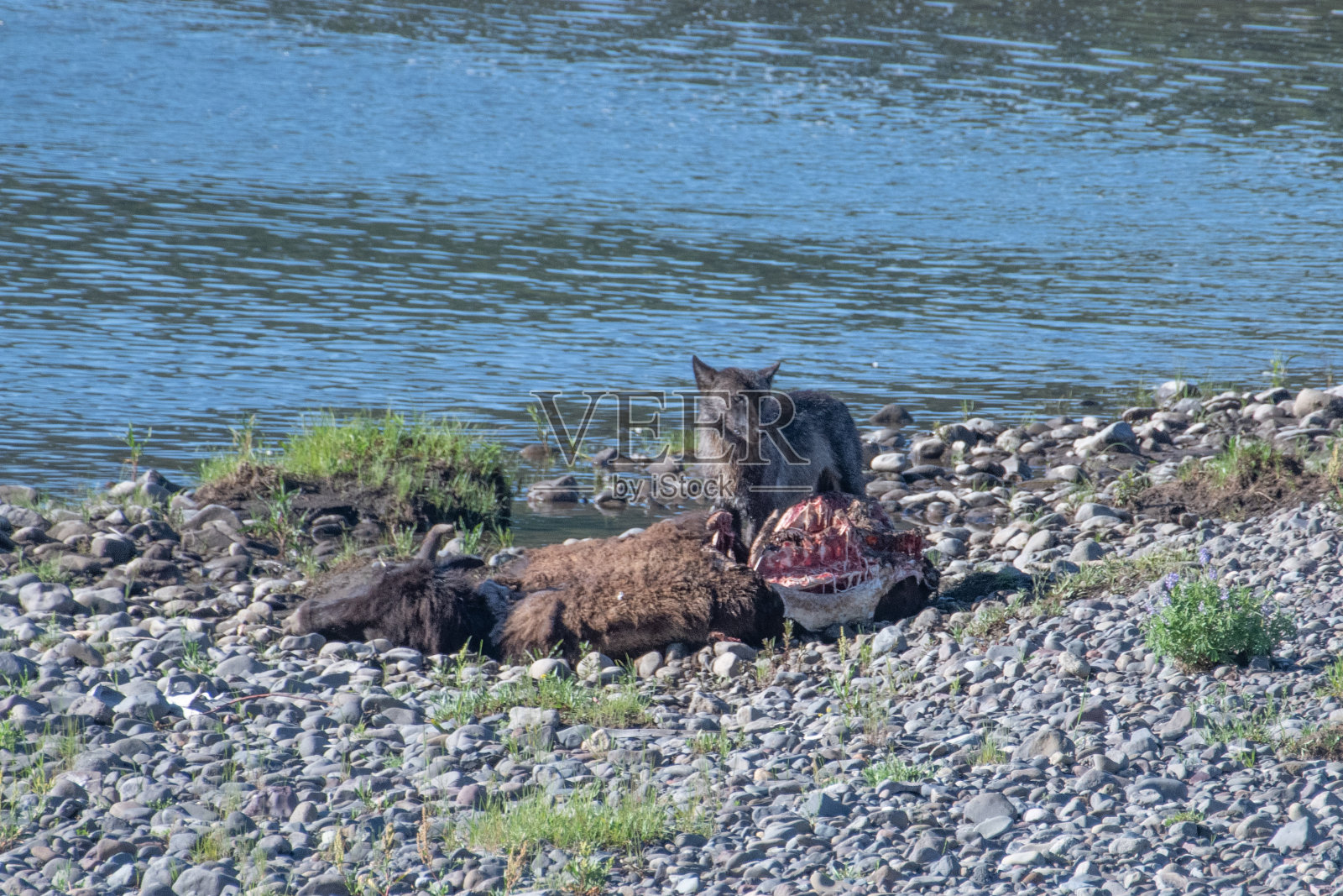 灰狼在啃野牛的尸体照片摄影图片