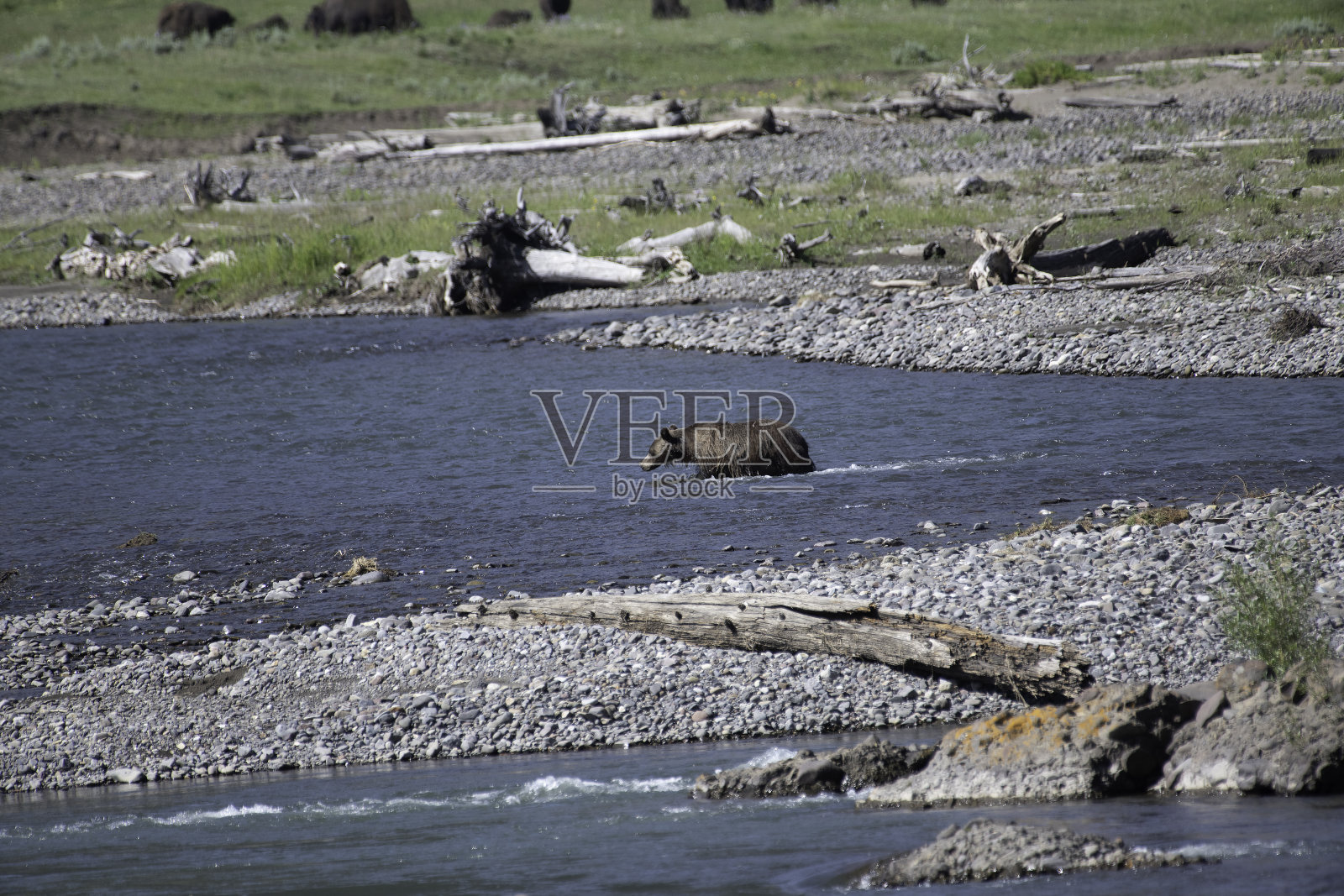 灰熊过河照片摄影图片