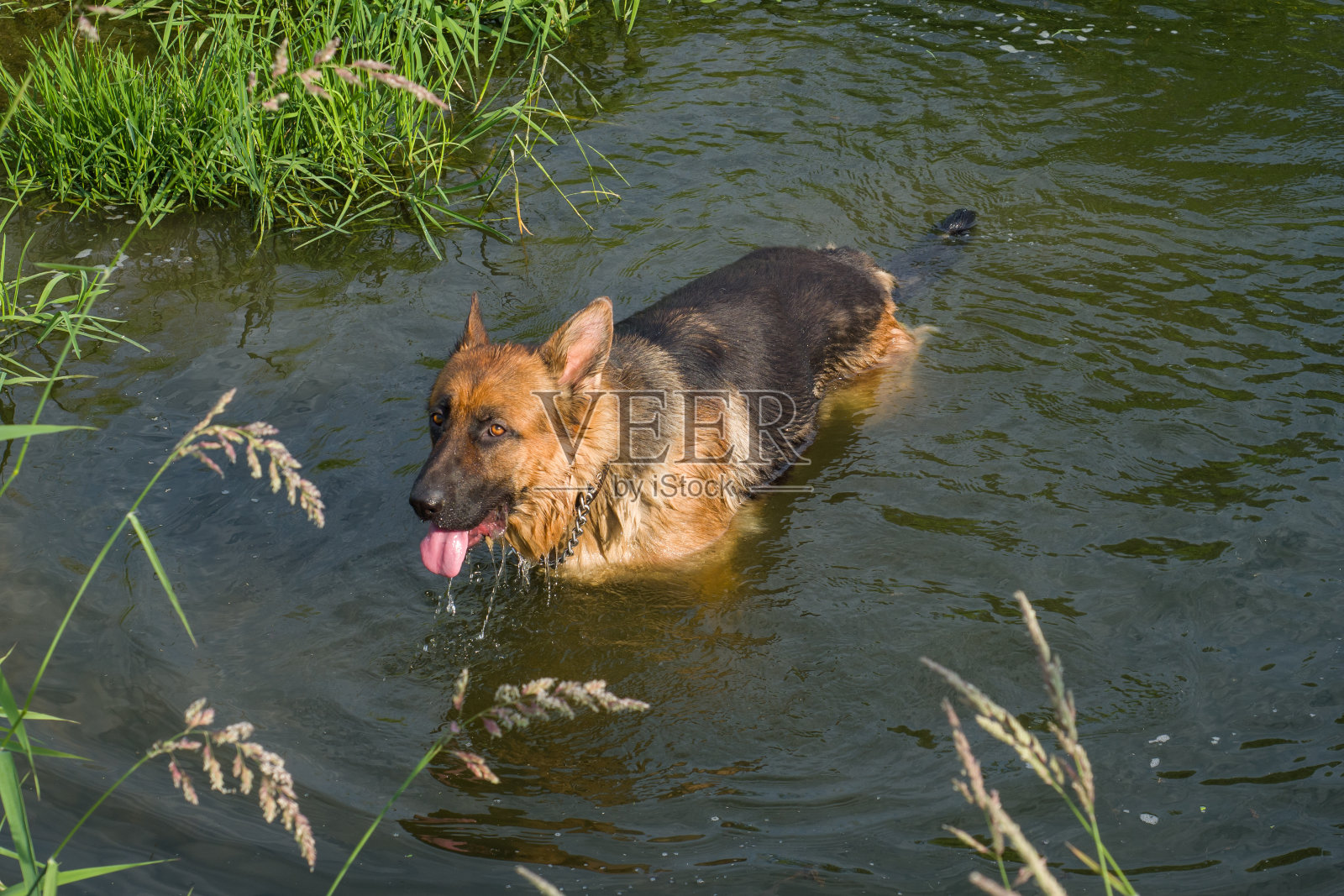 德国牧羊犬在河里游泳喝水。照片摄影图片
