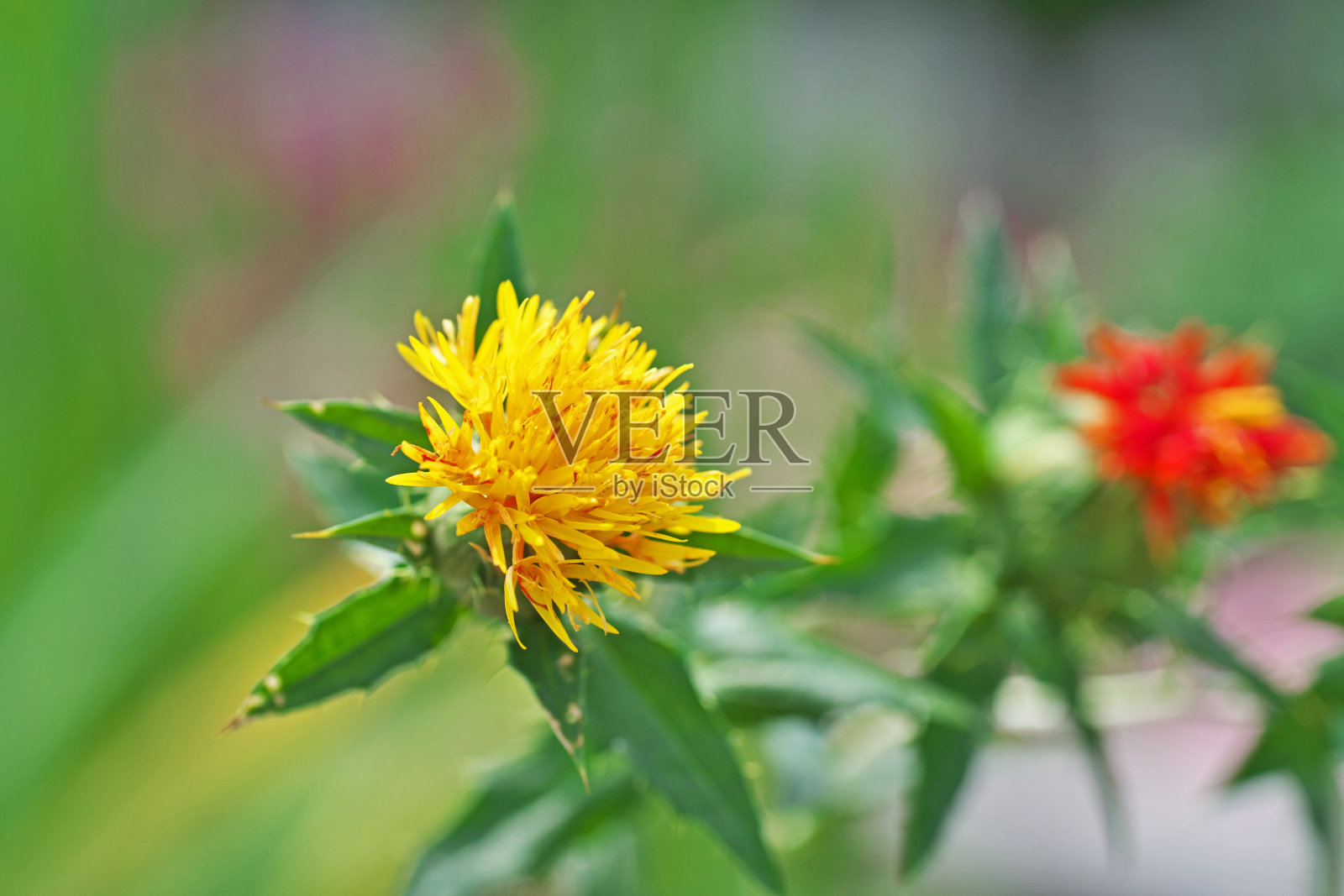 红花照片摄影图片