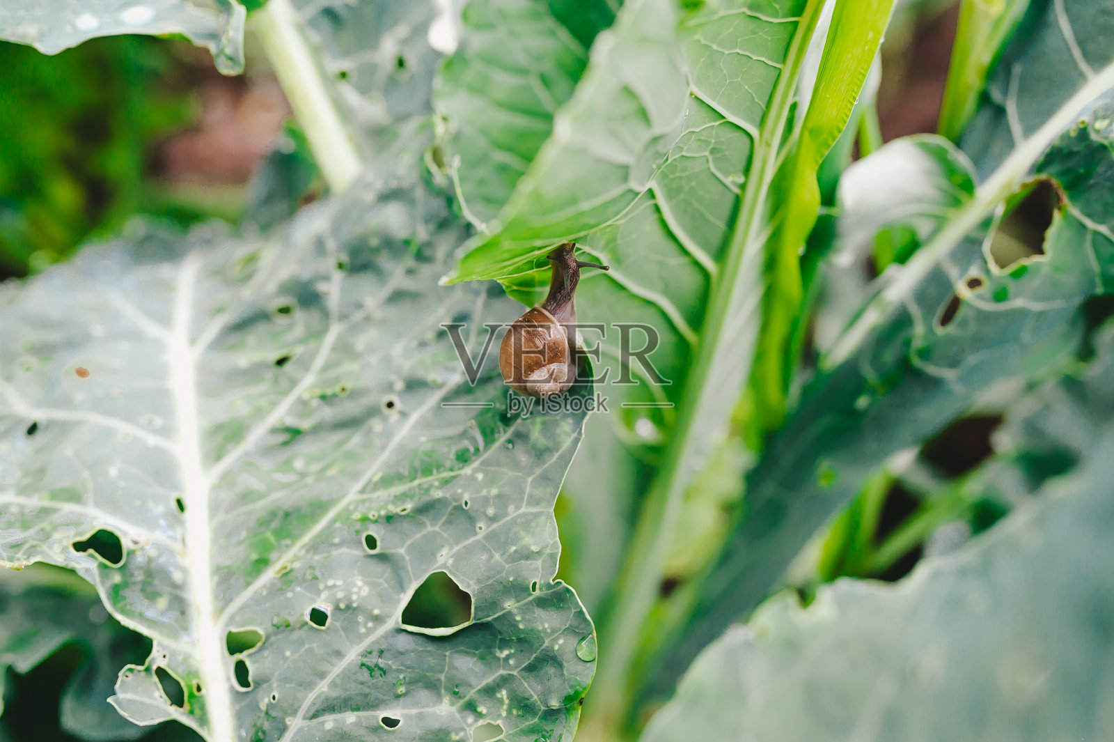 花园里卷心菜叶子上的蜗牛。照片摄影图片