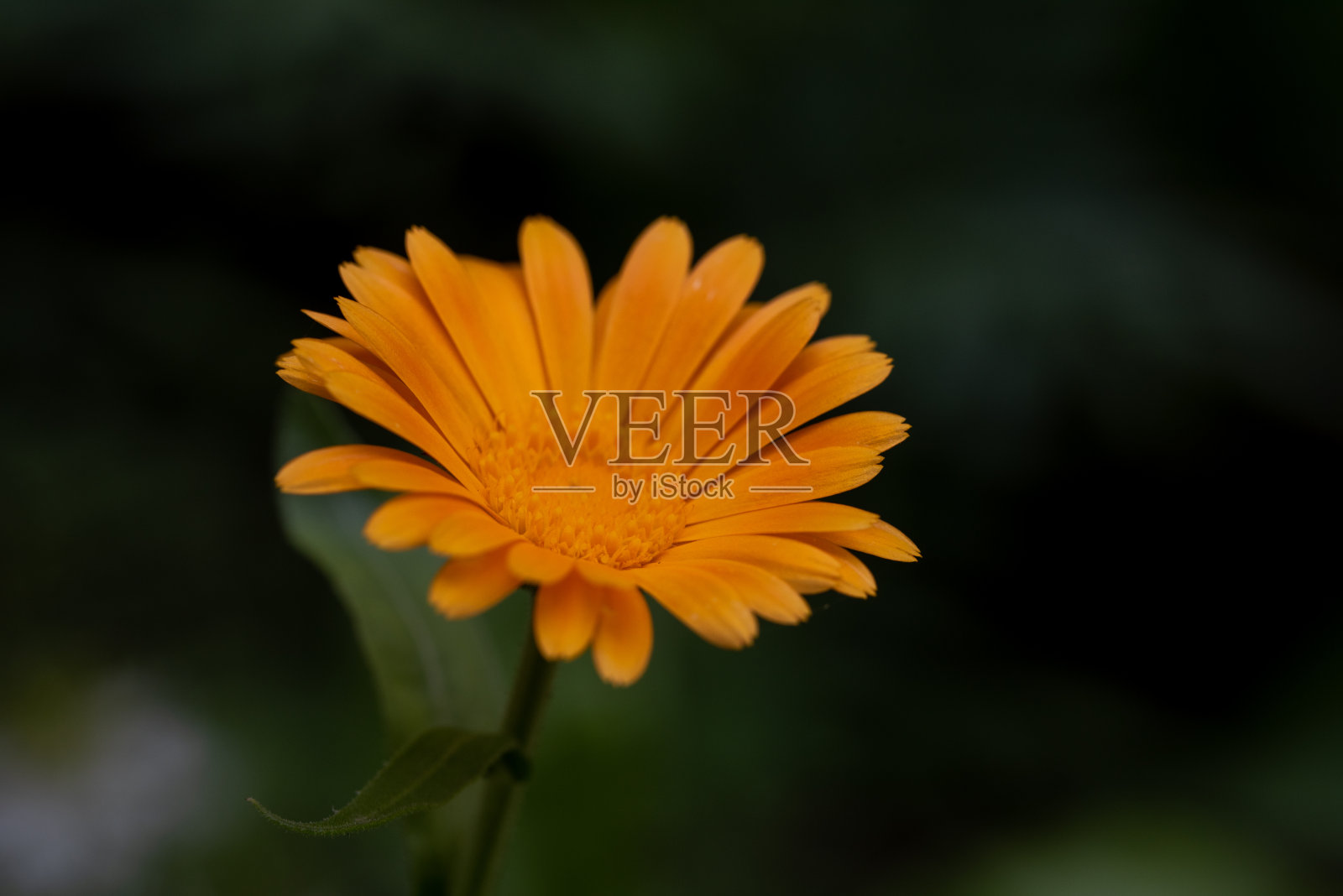 橘色花照片摄影图片