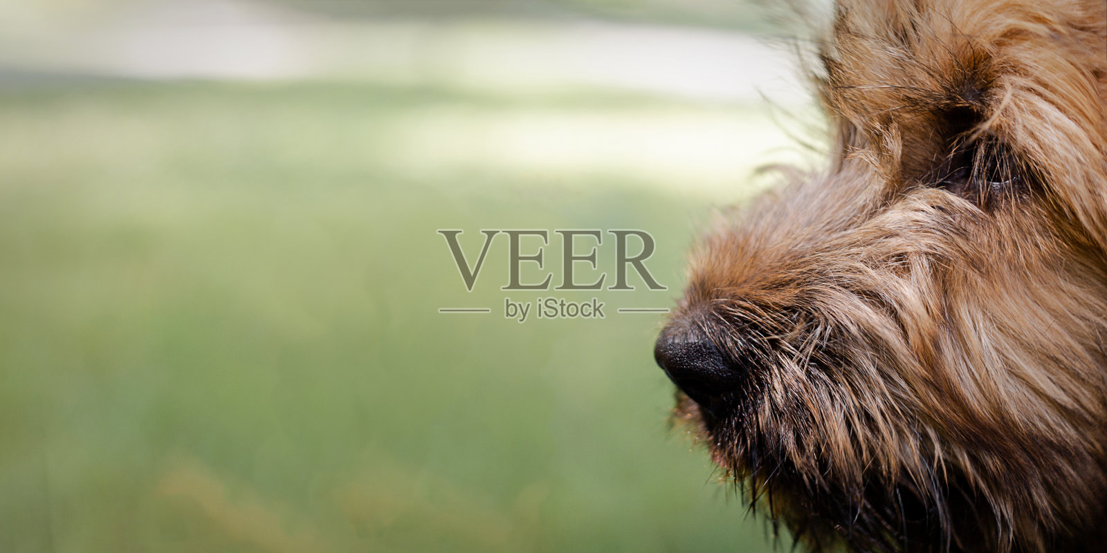 草地上一只小荆棘的旗帜照片摄影图片