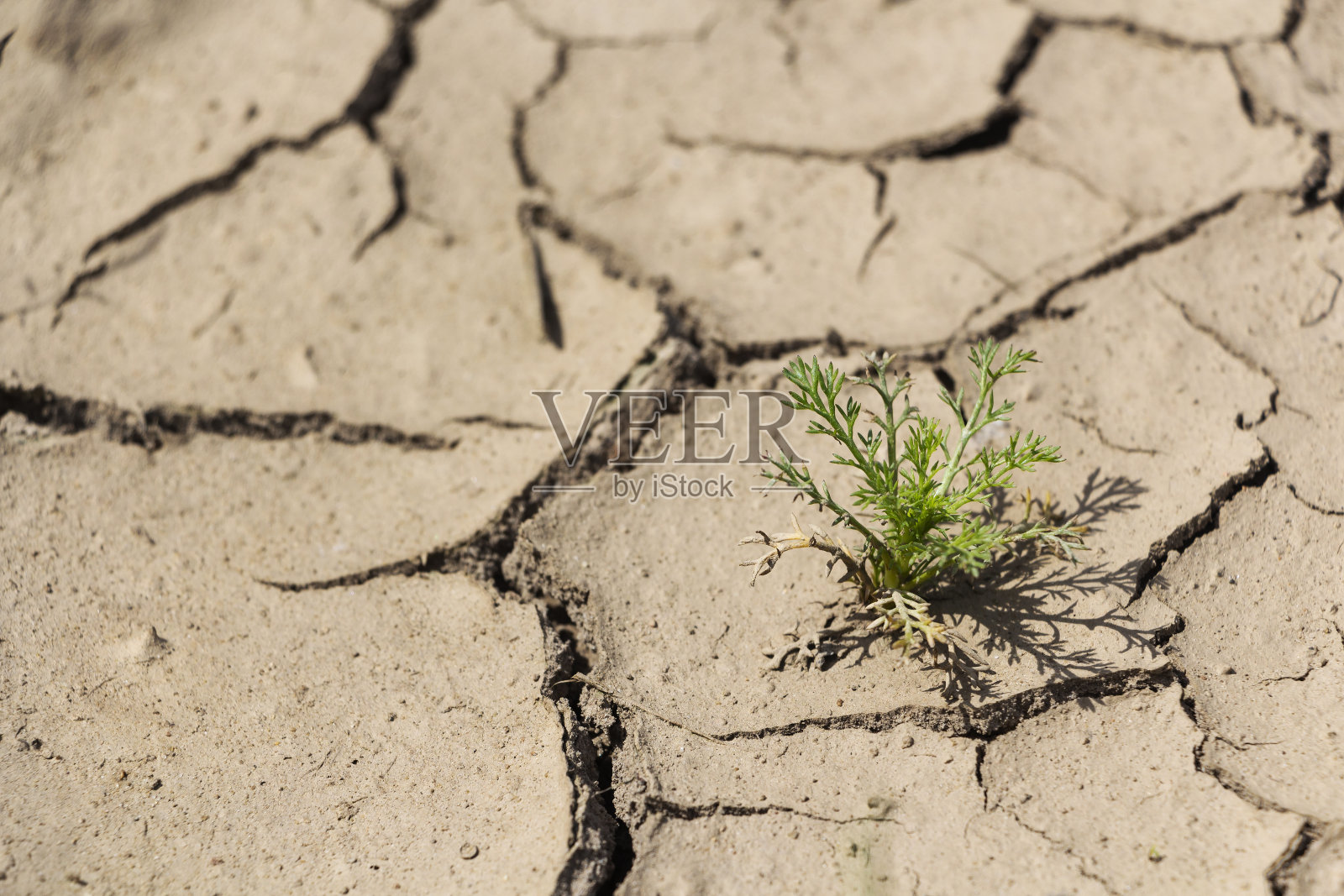 来自太阳、地球和绿色植物。照片摄影图片