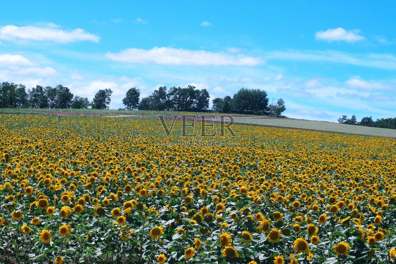北库留镇的向日葵照片摄影图片