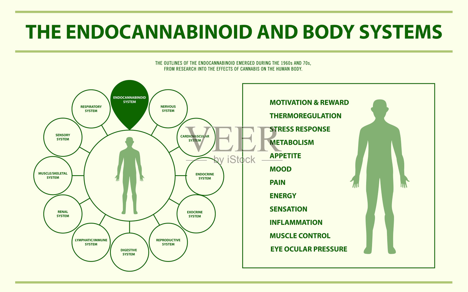 内源性大麻素与身体系统水平信息图插画图片素材