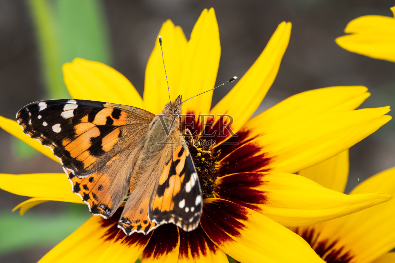 蝴蝶Vanessa cardui坐在一朵黄色的花上照片摄影图片