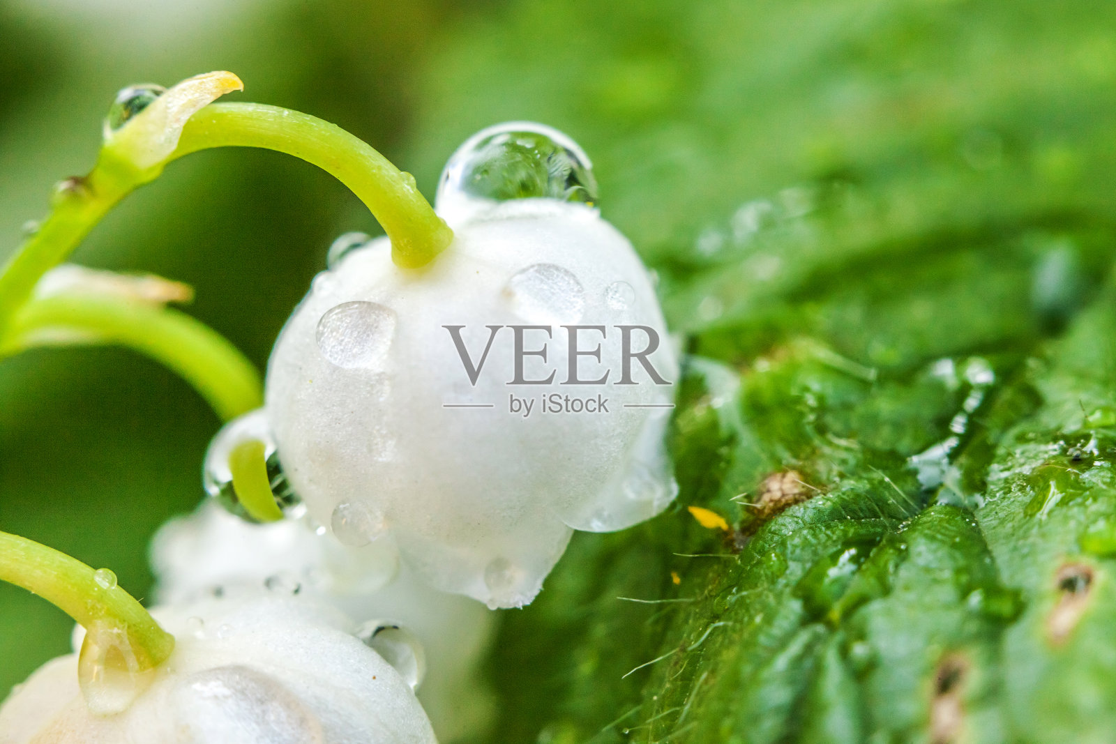 花美丽的气味的山谷百合或雨后带有水滴的五月百合照片摄影图片