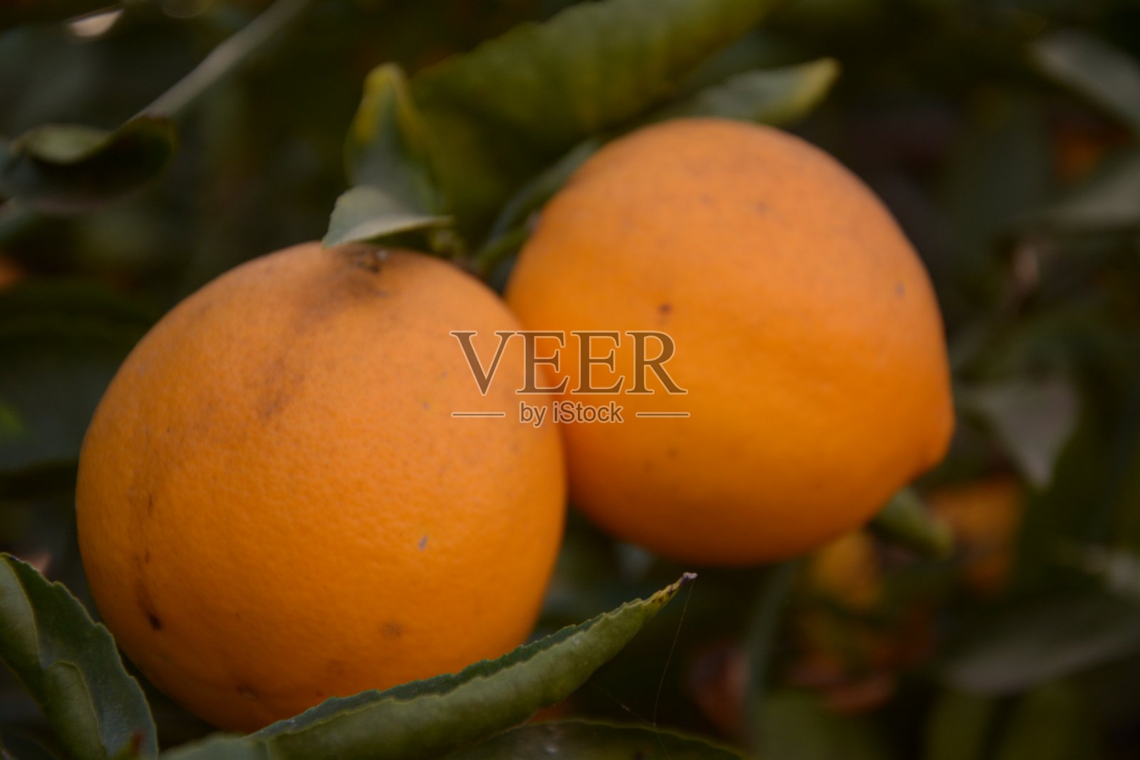 新鲜的柠檬照片摄影图片