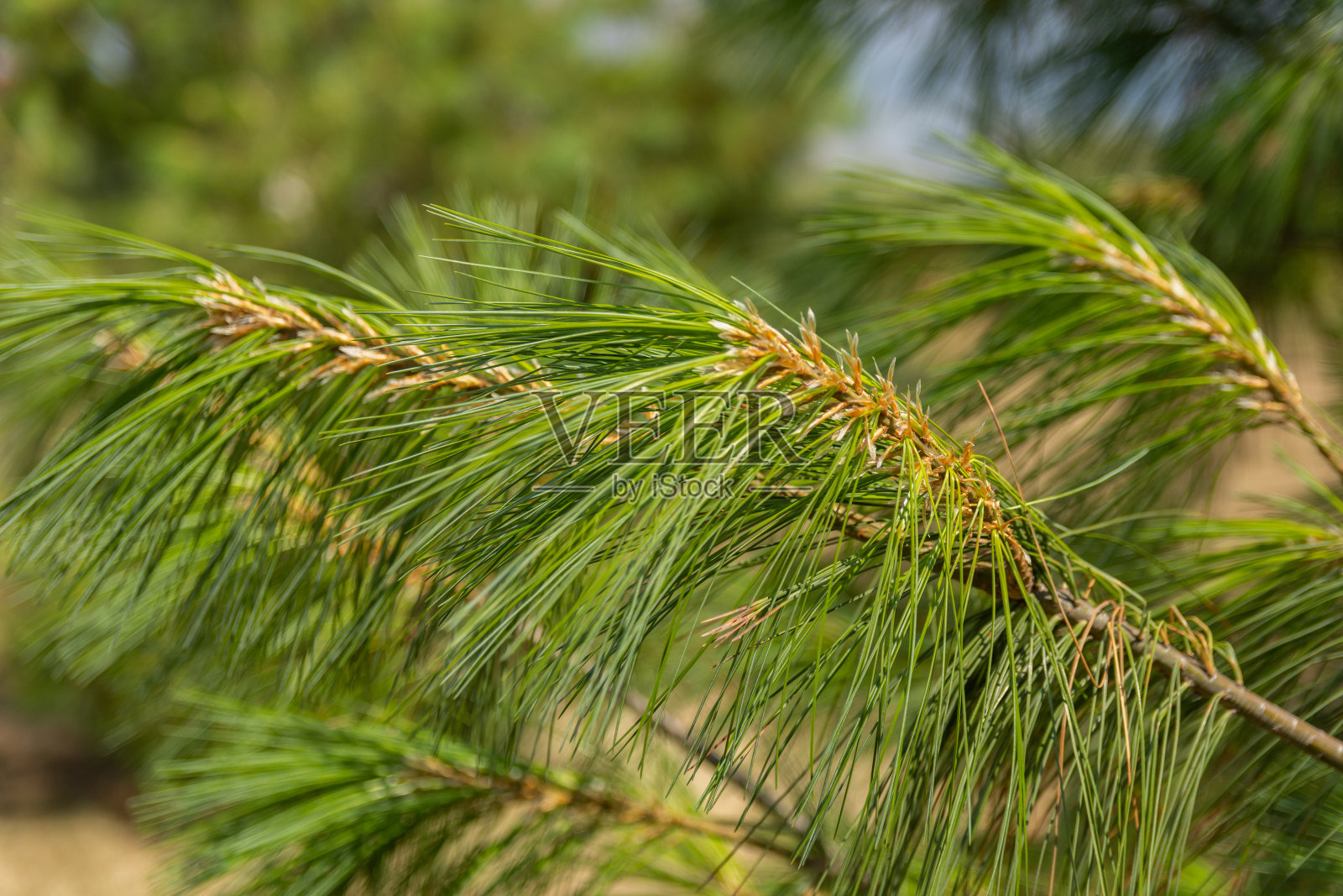 近距离观察自然界中模糊的绿色树枝和松树的针叶照片摄影图片