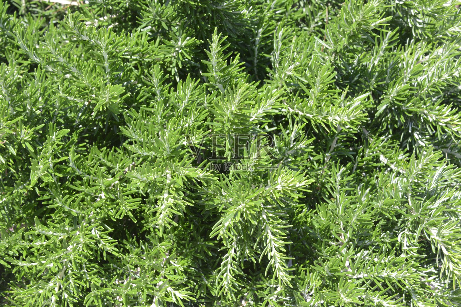 迷迭香灌木的叶子作为背景照片摄影图片