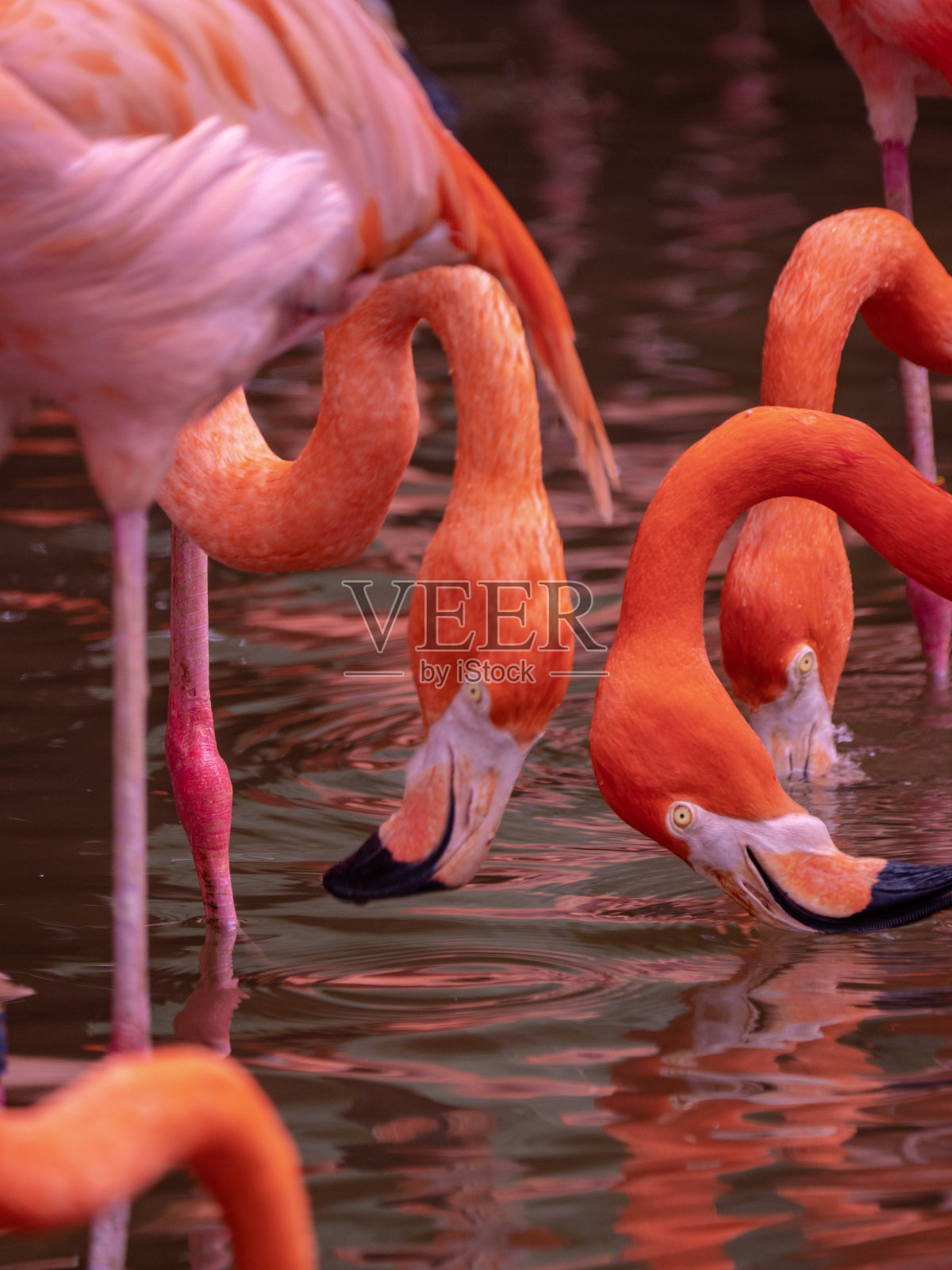 大火烈鸟(腓翅目，腓翅科)照片摄影图片