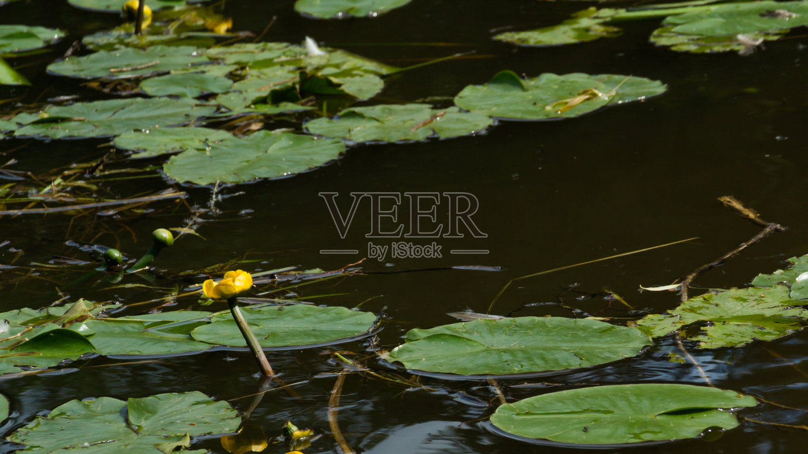 睡莲在一个池塘的自然背景照片摄影图片