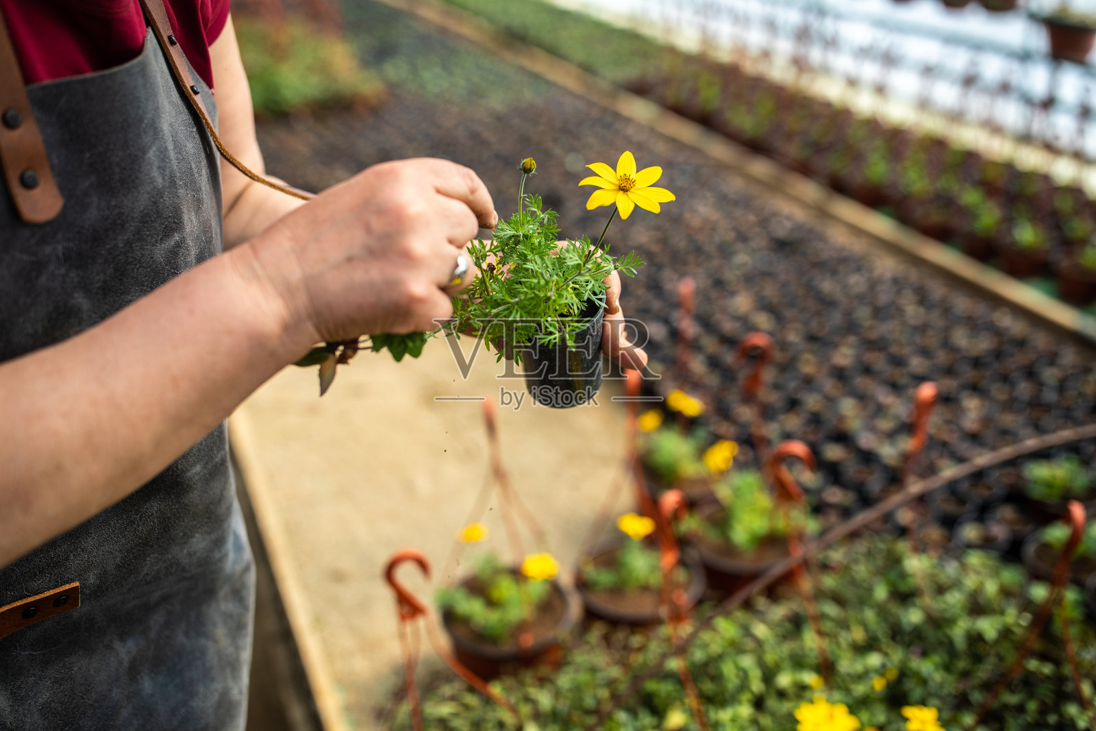 一个面目全非的女人在照料植物照片摄影图片