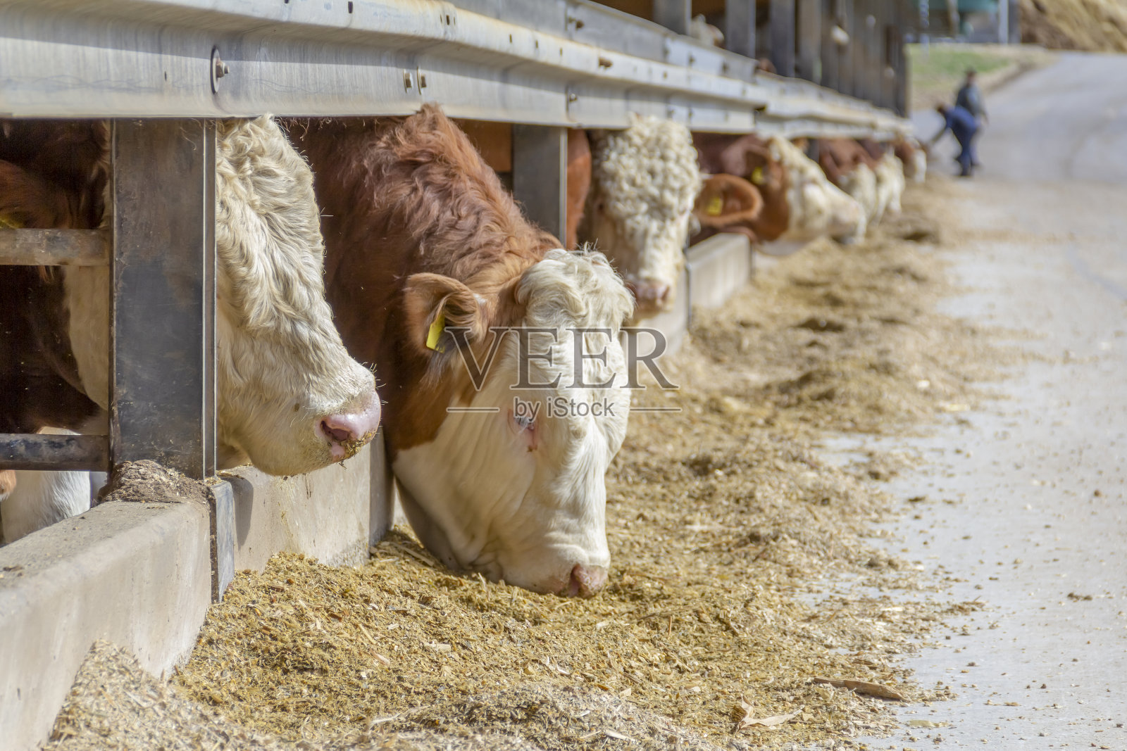 谷仓里有几头牛照片摄影图片